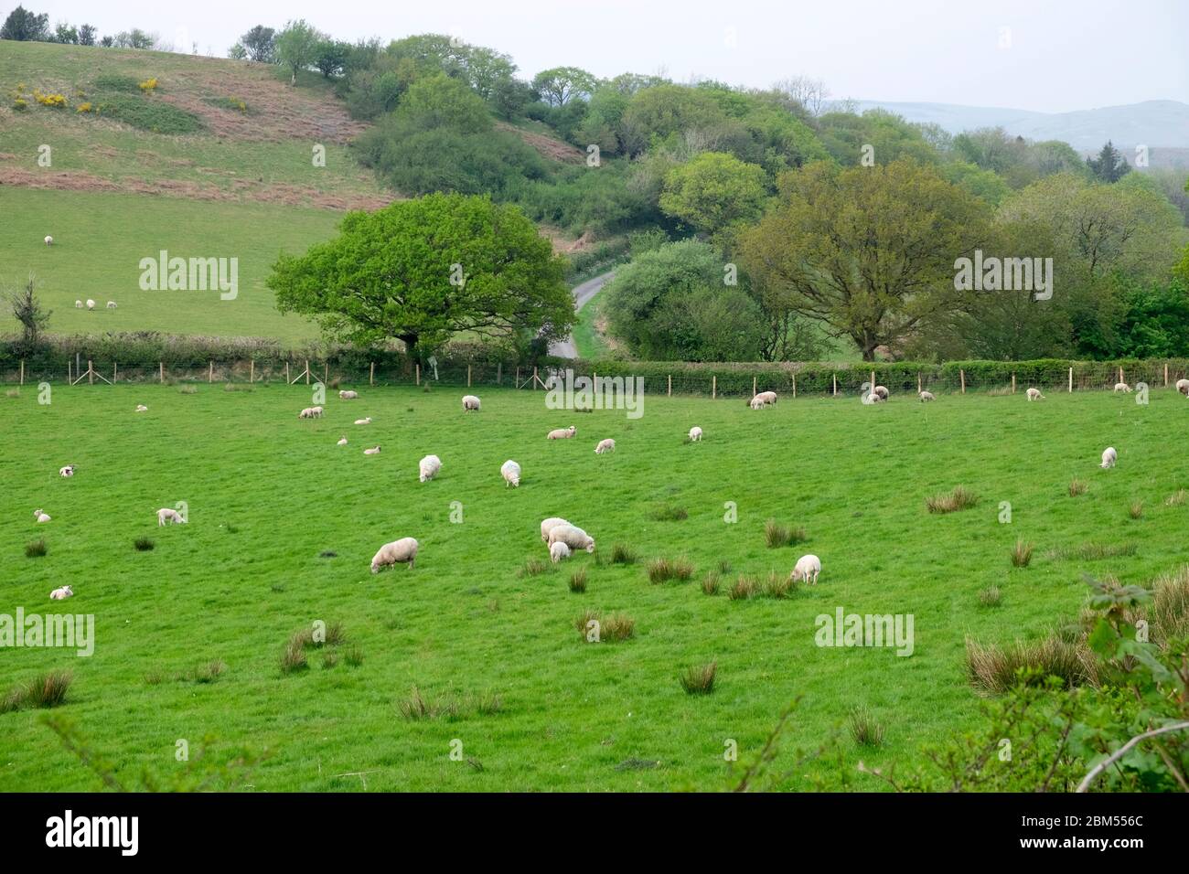 Sheep and lambs grazing in a green field in April spring countryside ...