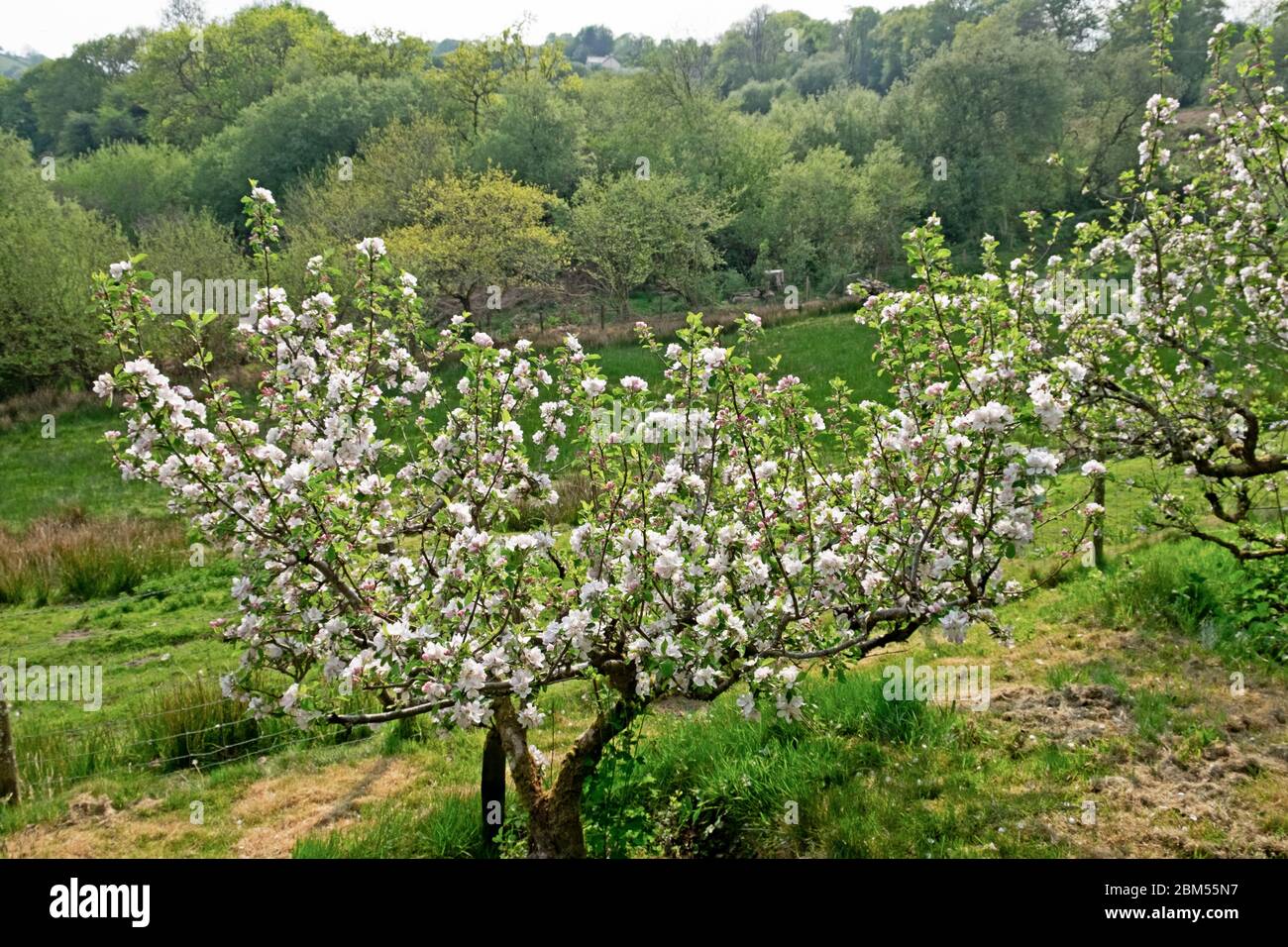 Apple blossom on apple trees with view of woodland trees in countryside