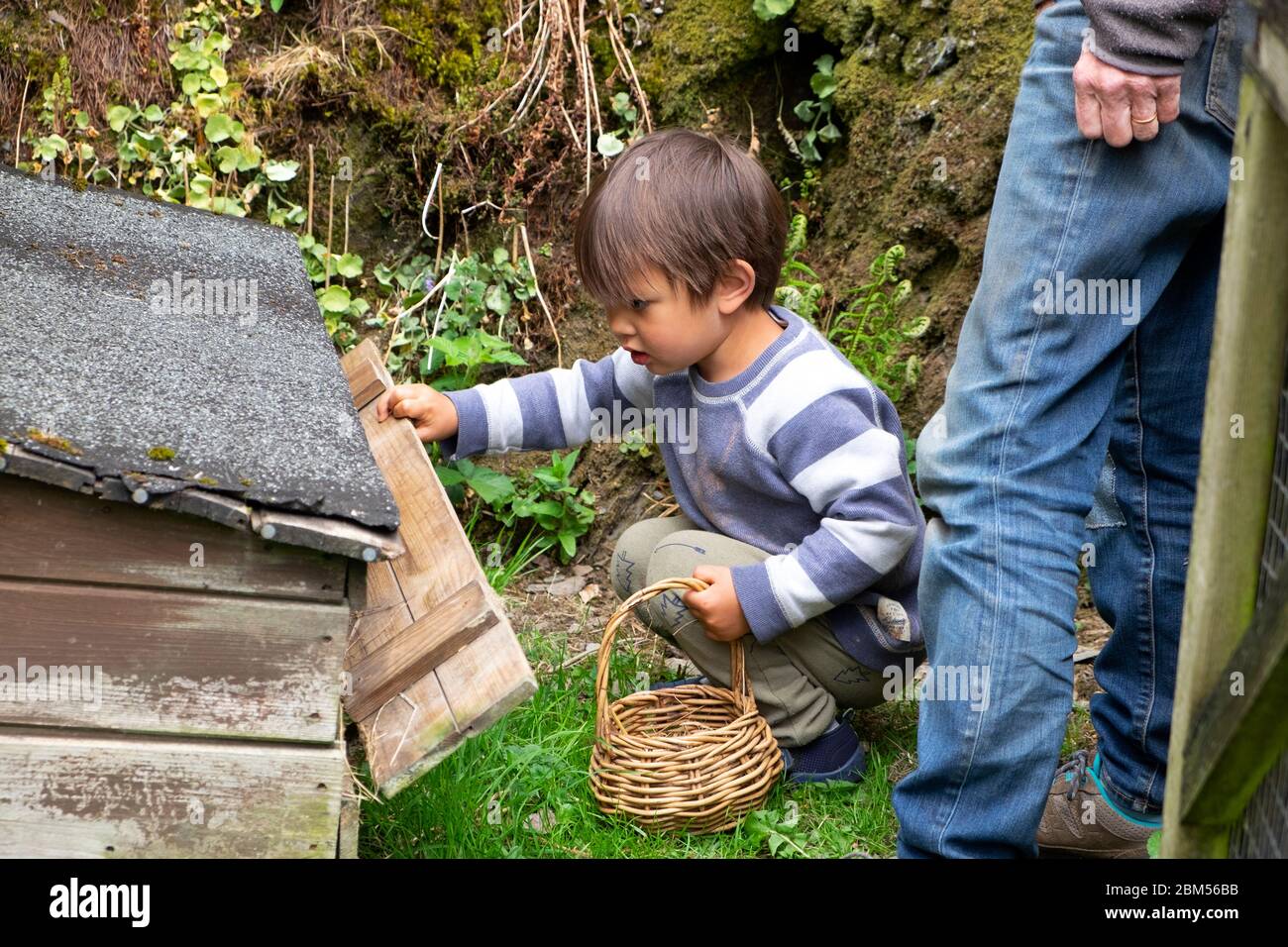 Little boy 3 yrs and grandparent collecting eggs to put in a basket from a hen house Carmarthenshire Wales UK   KATHY DEWITT Stock Photo
