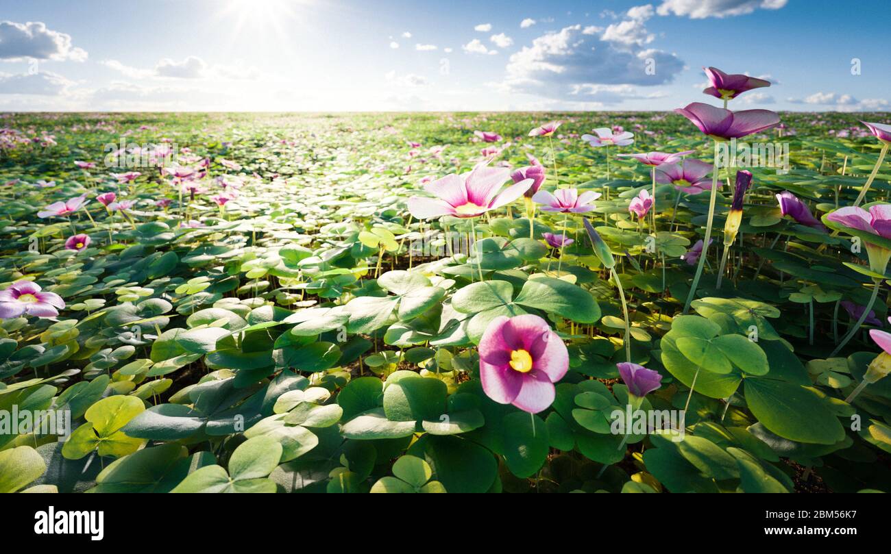 Beautiful late spring backlight on translucent sorrel and flower meadow. 3d rendering. Stock Photo