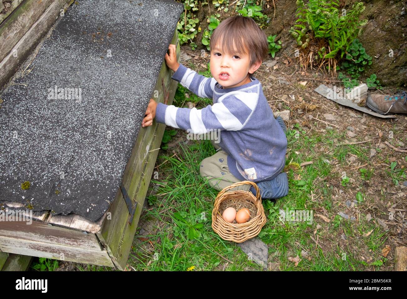 Little boy 3 yrs collecting eggs to put in a basket from a hen house Carmarthenshire Wales UK   KATHY DEWITT Stock Photo