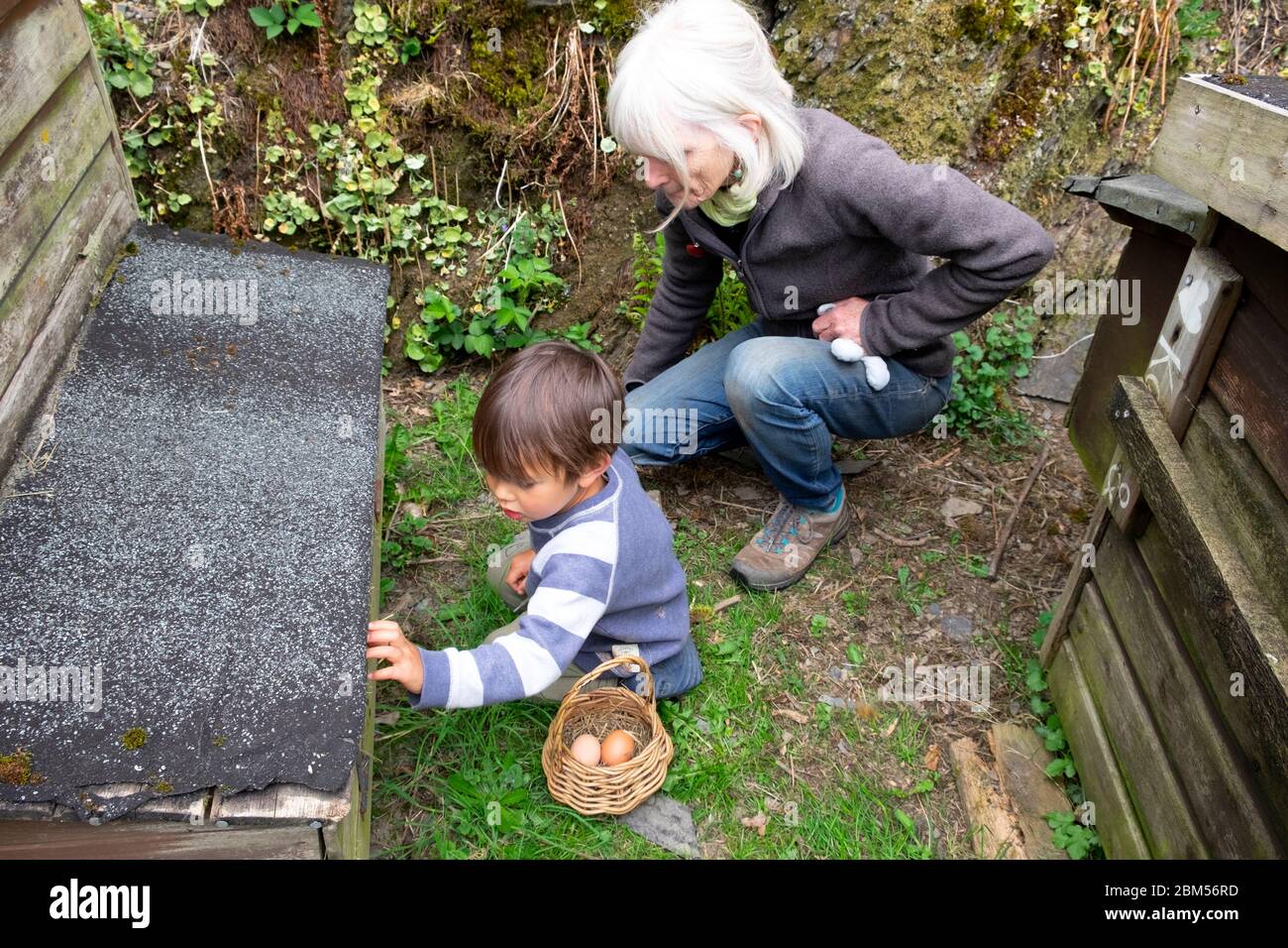 Little boy 3 yrs & grandmother collecting eggs to put in a basket from a chicken shed hen house on smallholding Carmarthenshire Wales UK KATHY DEWITT Stock Photo