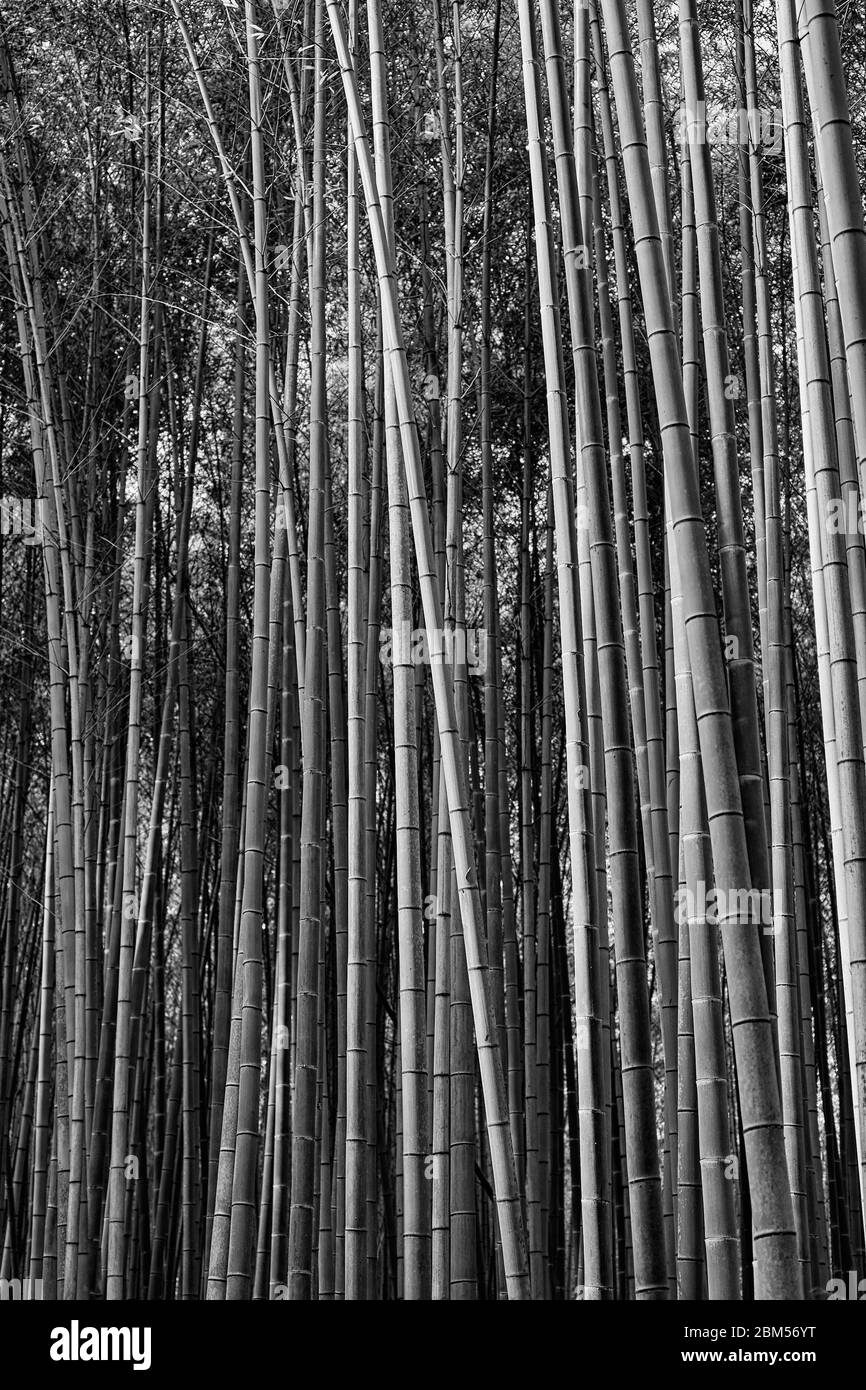 Scenic Arashiyama Bamboo forest, popular tourist destination in Kyoto, Japan Stock Photo