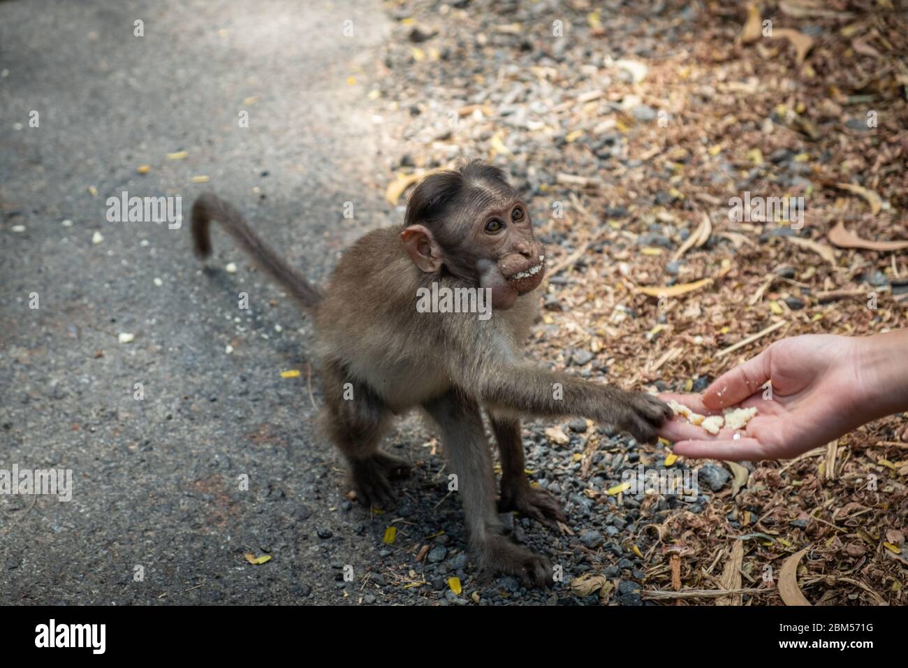 Ladies giving the food to the monkey in the jungle on the road. India, Goa. Body part Stock Photo