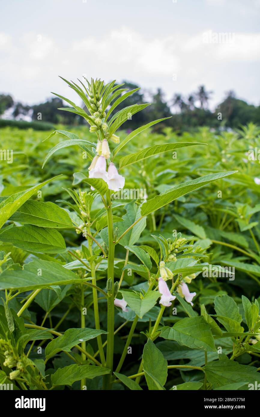 Sesame seed flower on tree in the field, Sesame a tall annual herbaceous plant of tropical and
