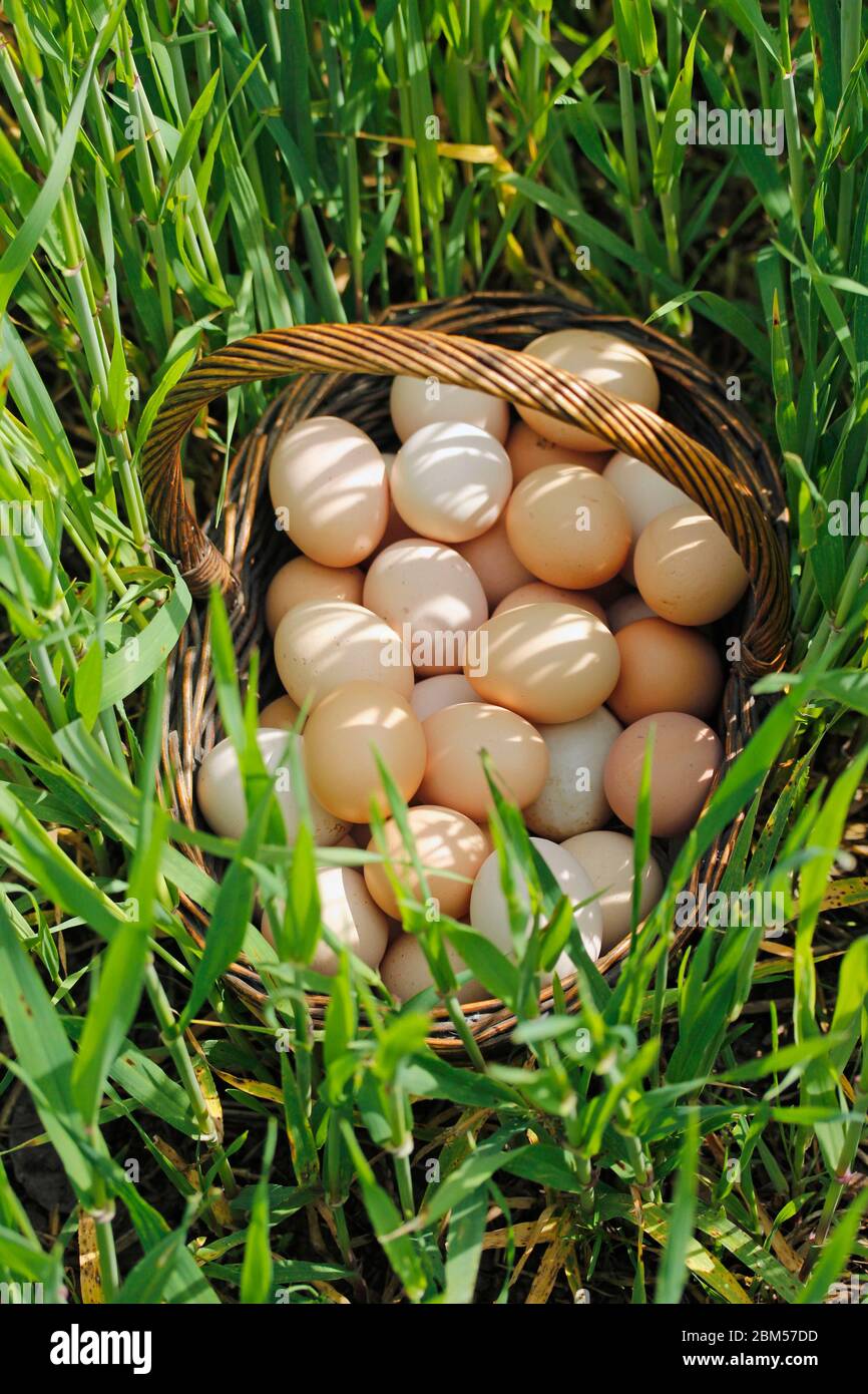 Basket with eggs on the grass. Stock Photo