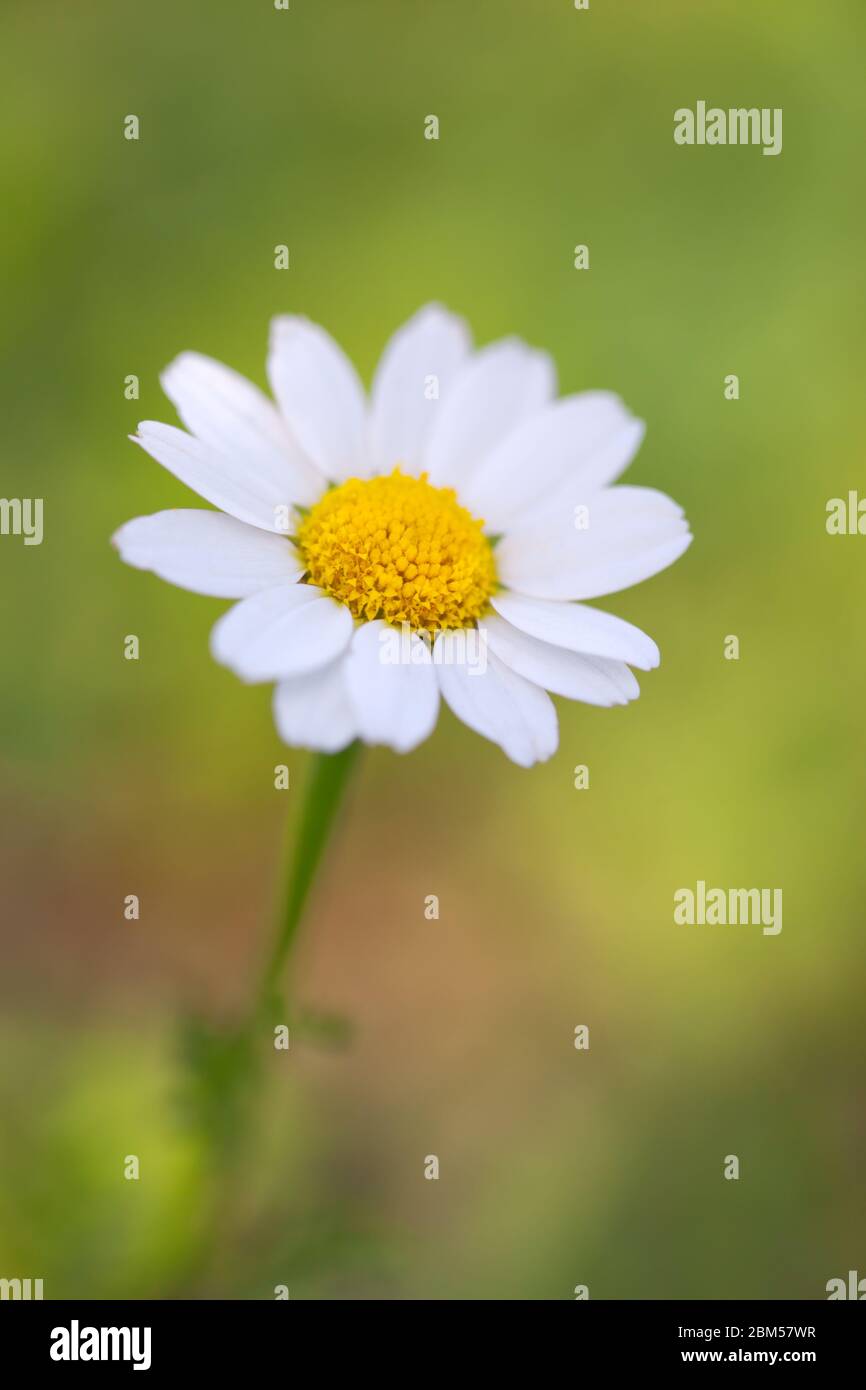one chamomile on blured green background close up Stock Photo