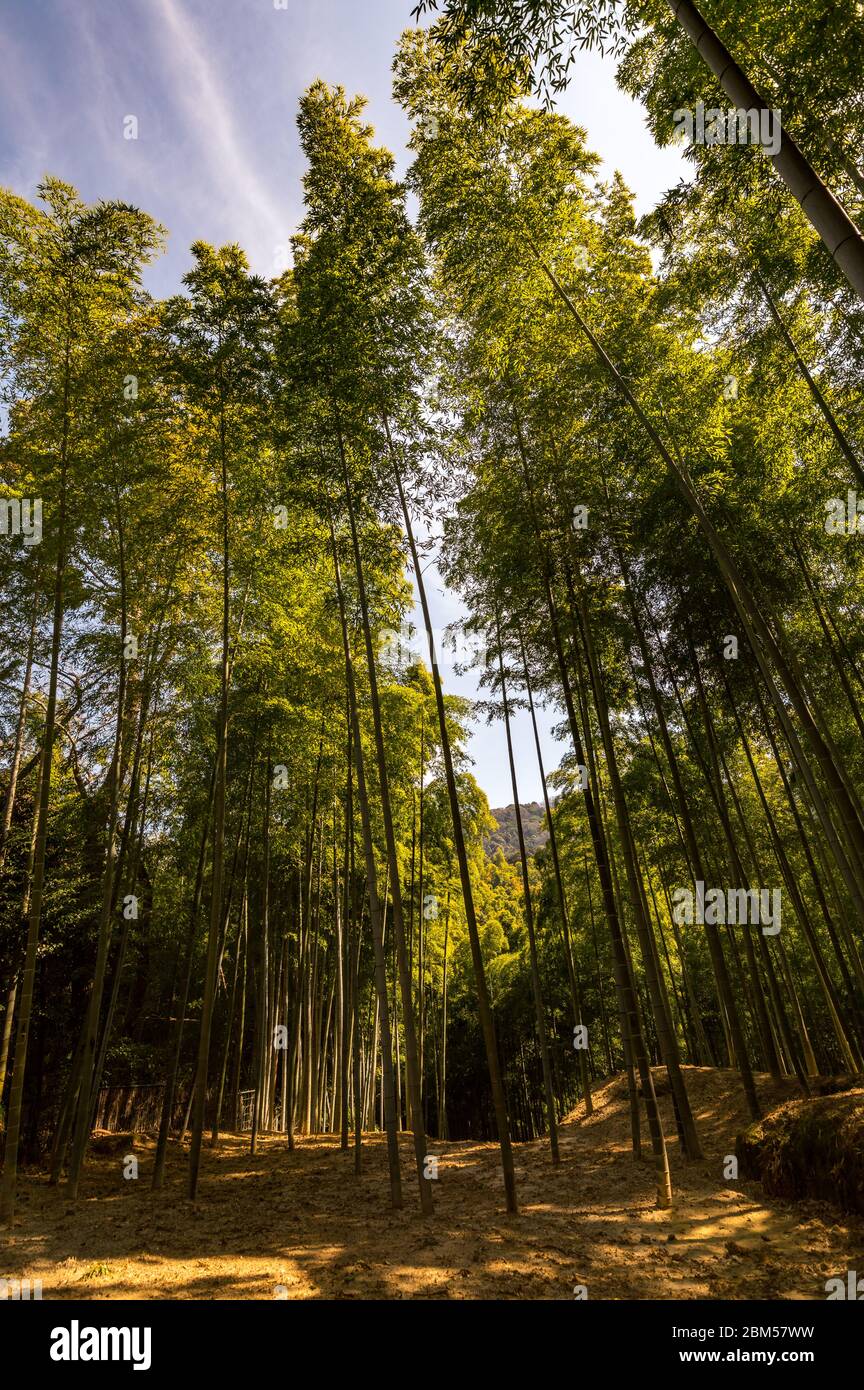 Scenic Arashiyama Bamboo forest, popular tourist destination in Kyoto, Japan Stock Photo