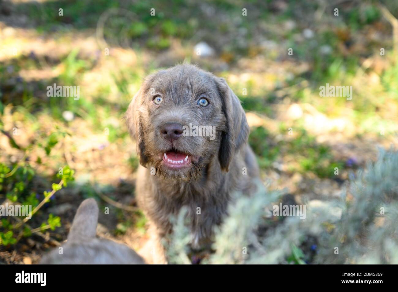 Grey-haired puppy in the garden. The puppy is of the breed: Slovak Rough-haired Pointer or Slovak Wirehaired Pointing Griffon Stock Photo