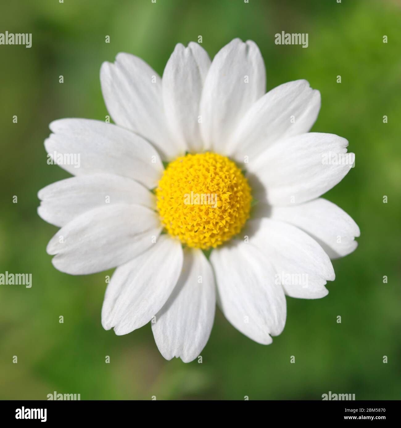 one chamomile on blured green background close up Stock Photo