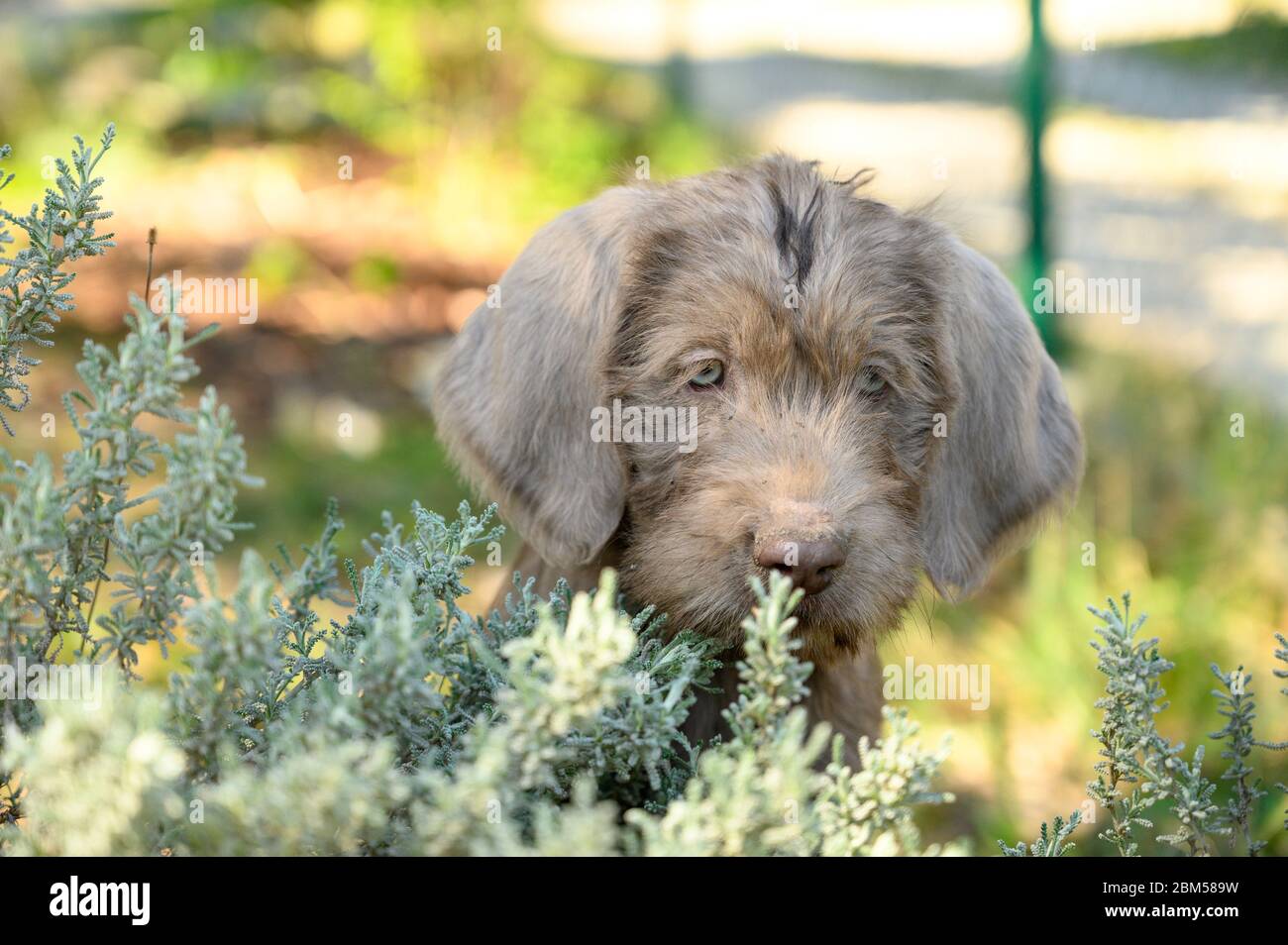 Grey-haired puppy in the garden. The puppy is of the breed: Slovak Rough-haired Pointer or Slovak Wirehaired Pointing Griffon Stock Photo