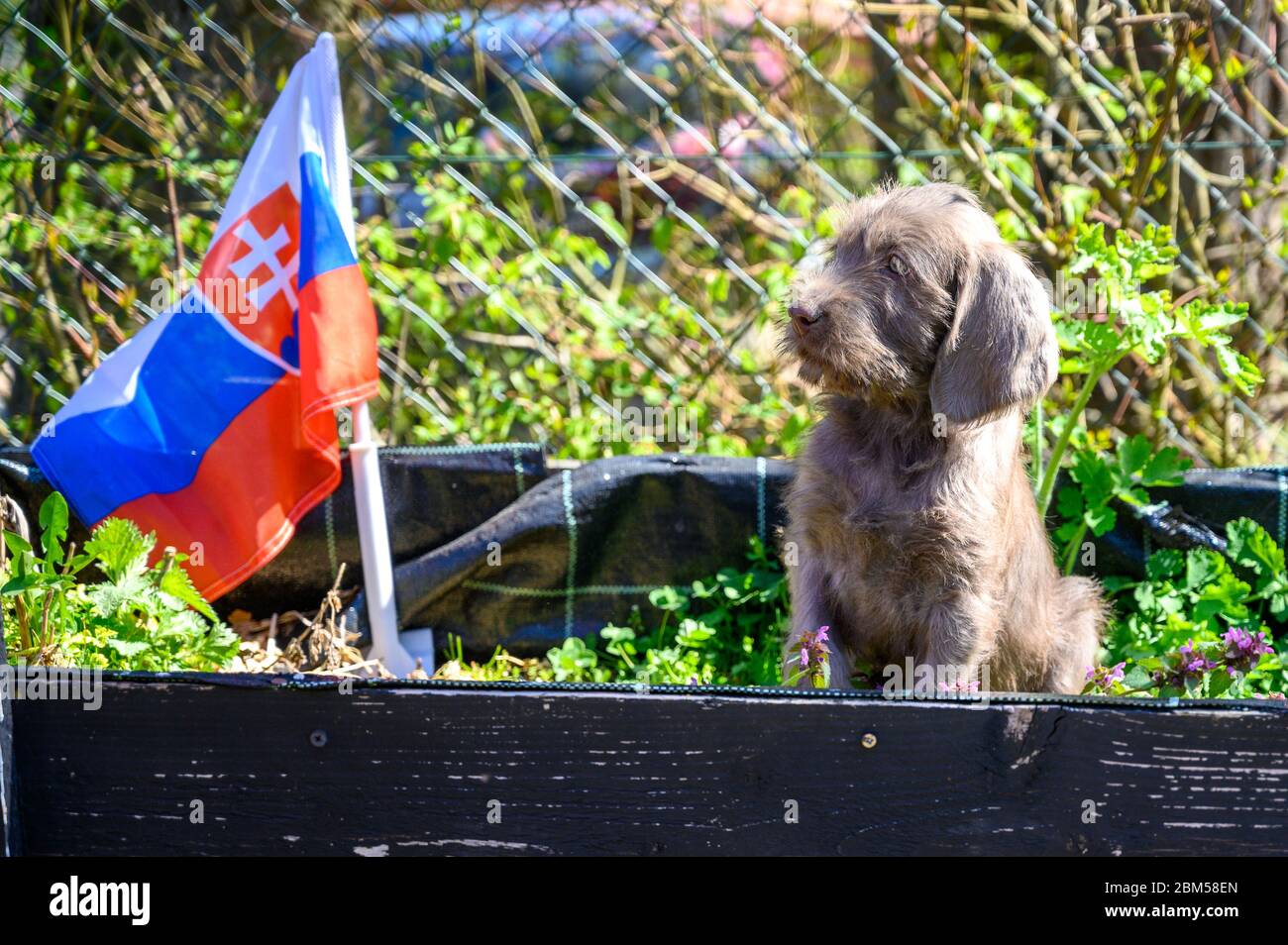 Grey-haired puppy with the Slovak flag. The puppy is of the breed: Slovak Rough-haired Pointer or Slovak Wirehaired Pointing Griffon. Stock Photo
