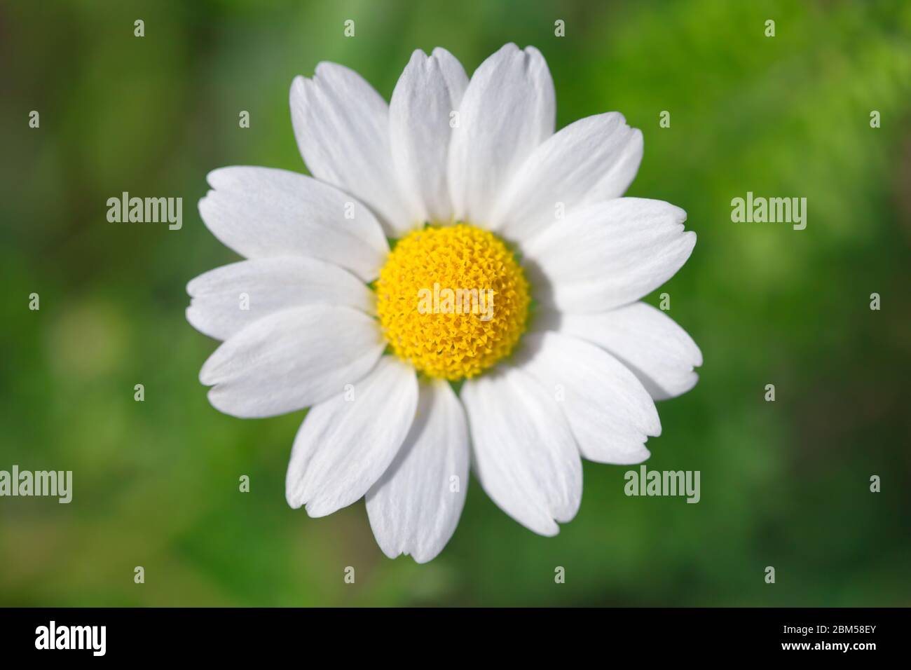 one chamomile on blured green background close up Stock Photo