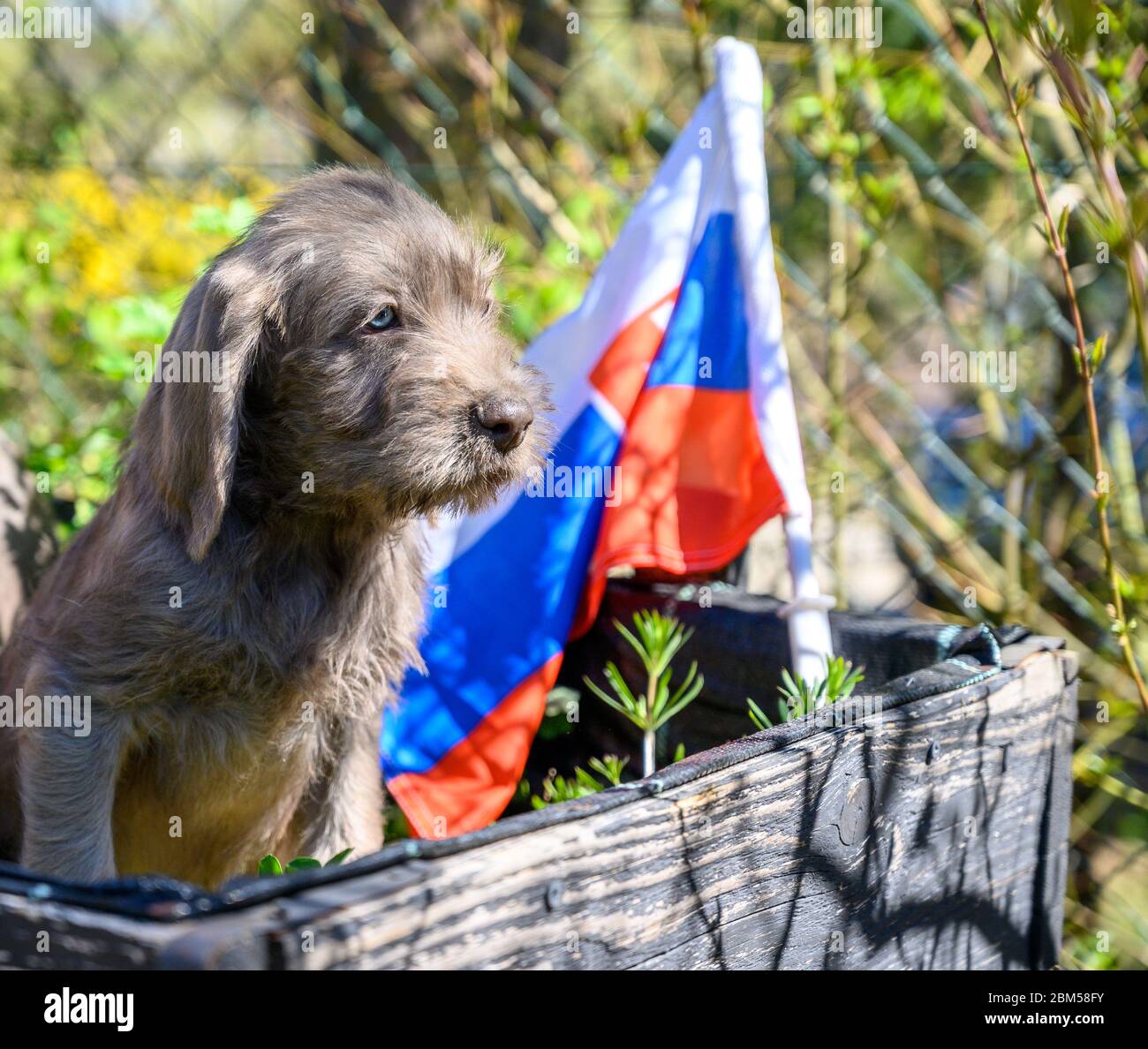 Grey-haired puppy with the Slovak flag. The puppy is of the breed: Slovak Rough-haired Pointer or Slovak Wirehaired Pointing Griffon. Stock Photo