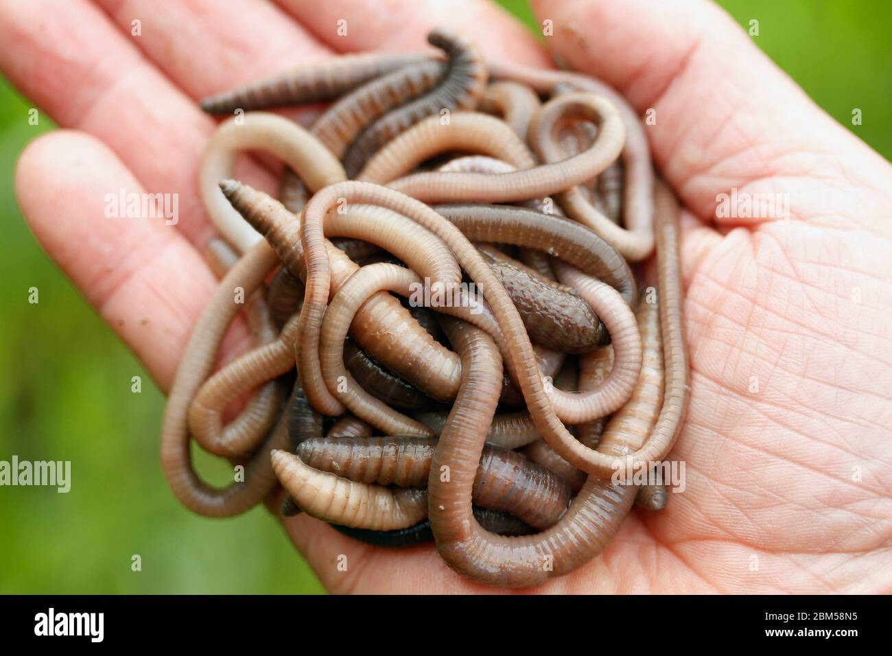 Earthworms. Lumbricus terrestris. Stock Photo