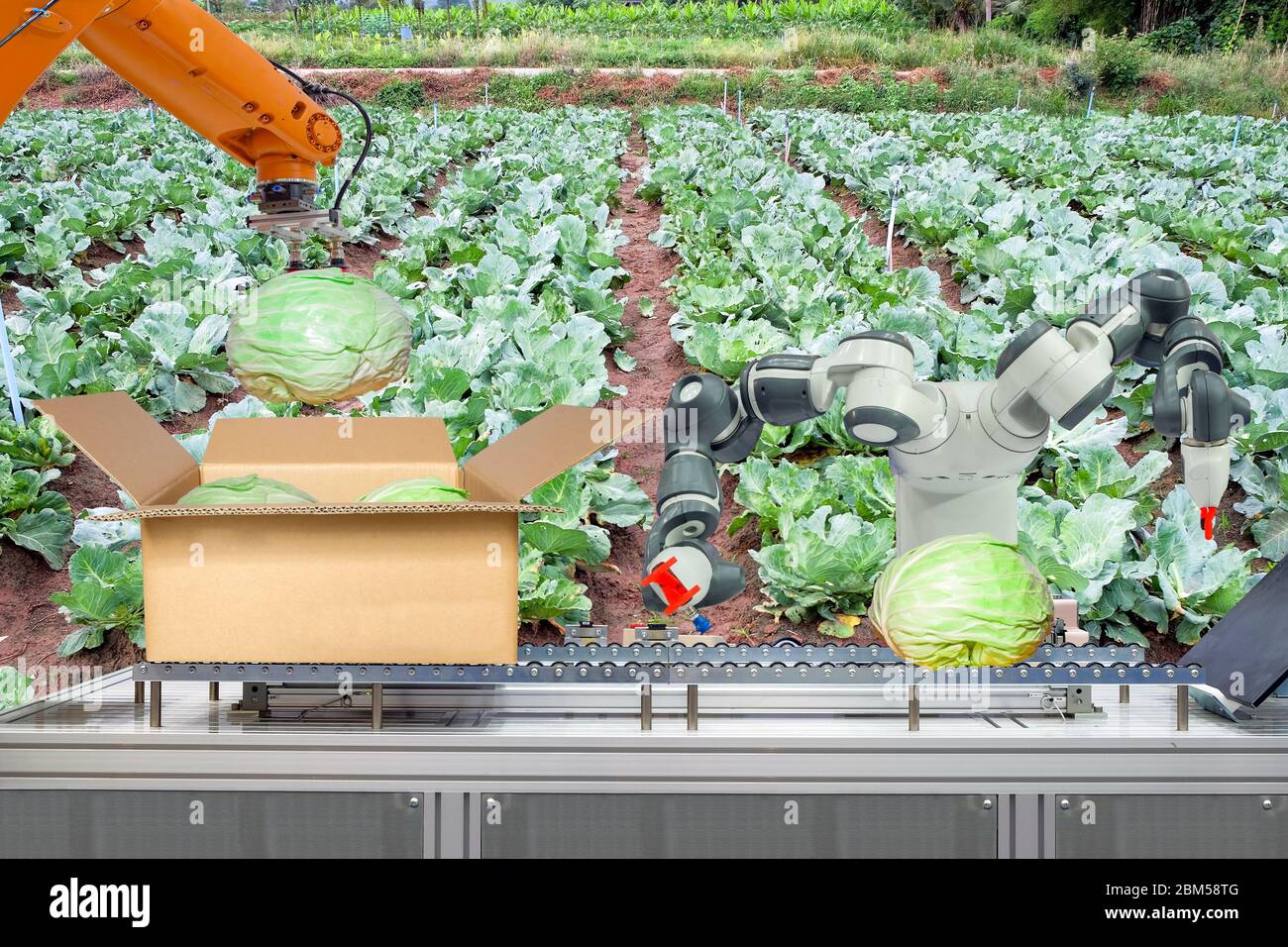 Industrial robot that were apply for agricultural to work packing the cabbage put on cardboard box via conveyor belt, industry 4.0 and smart farm 4.0 Stock Photo