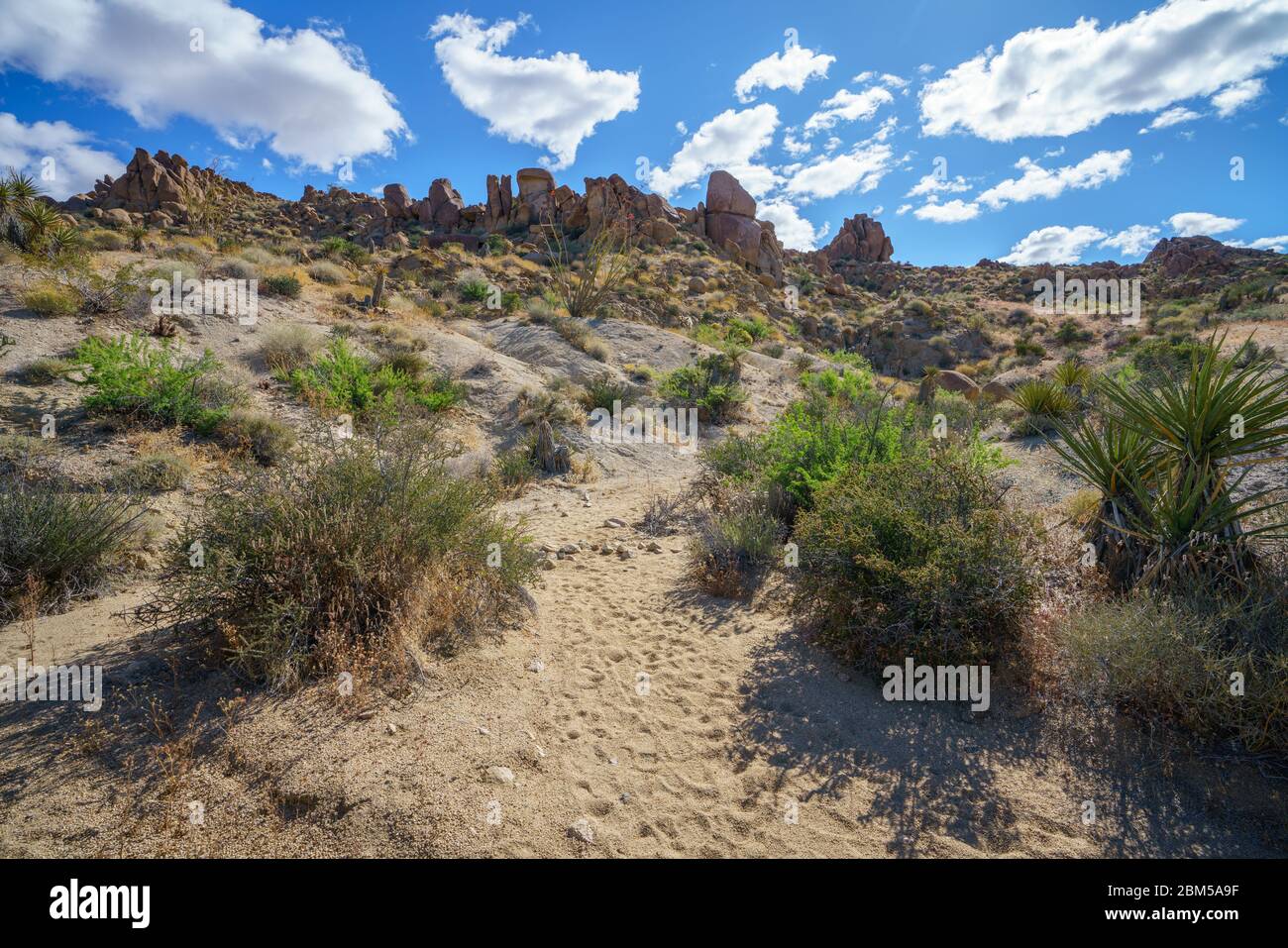 hiking the lost palms oasis trail in joshua tree national park, california in the usa Stock Photo
