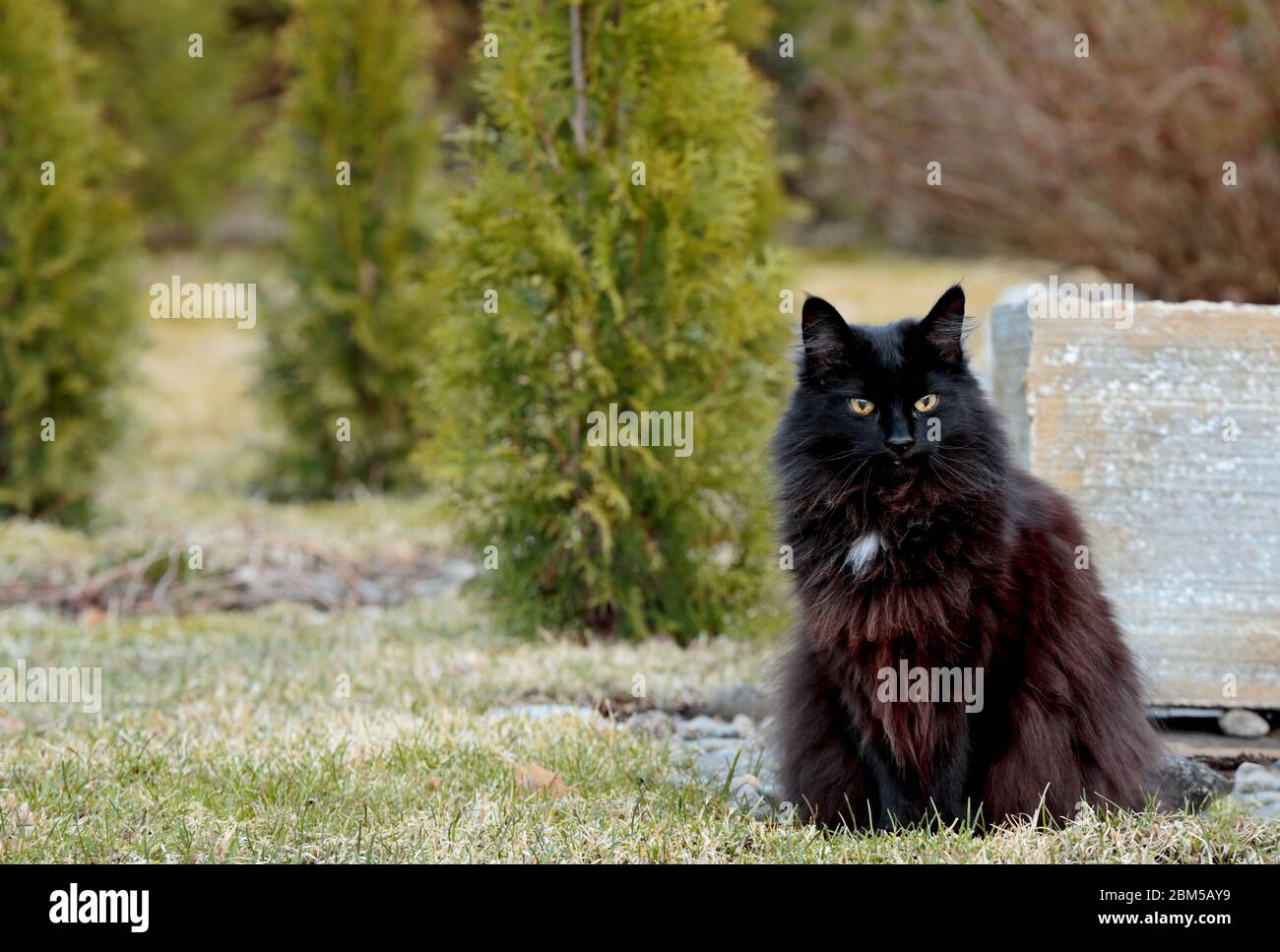 A black pure bred norwegian forest cat sitting outdoors in springlike day Stock Photo