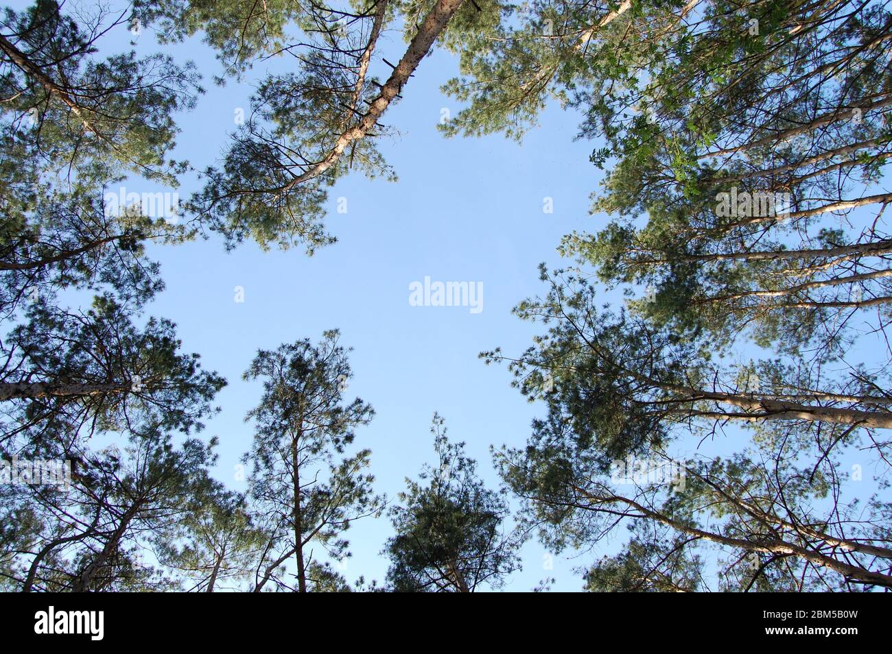 blue sky through tall pine trees the forest Stock Photo - Alamy