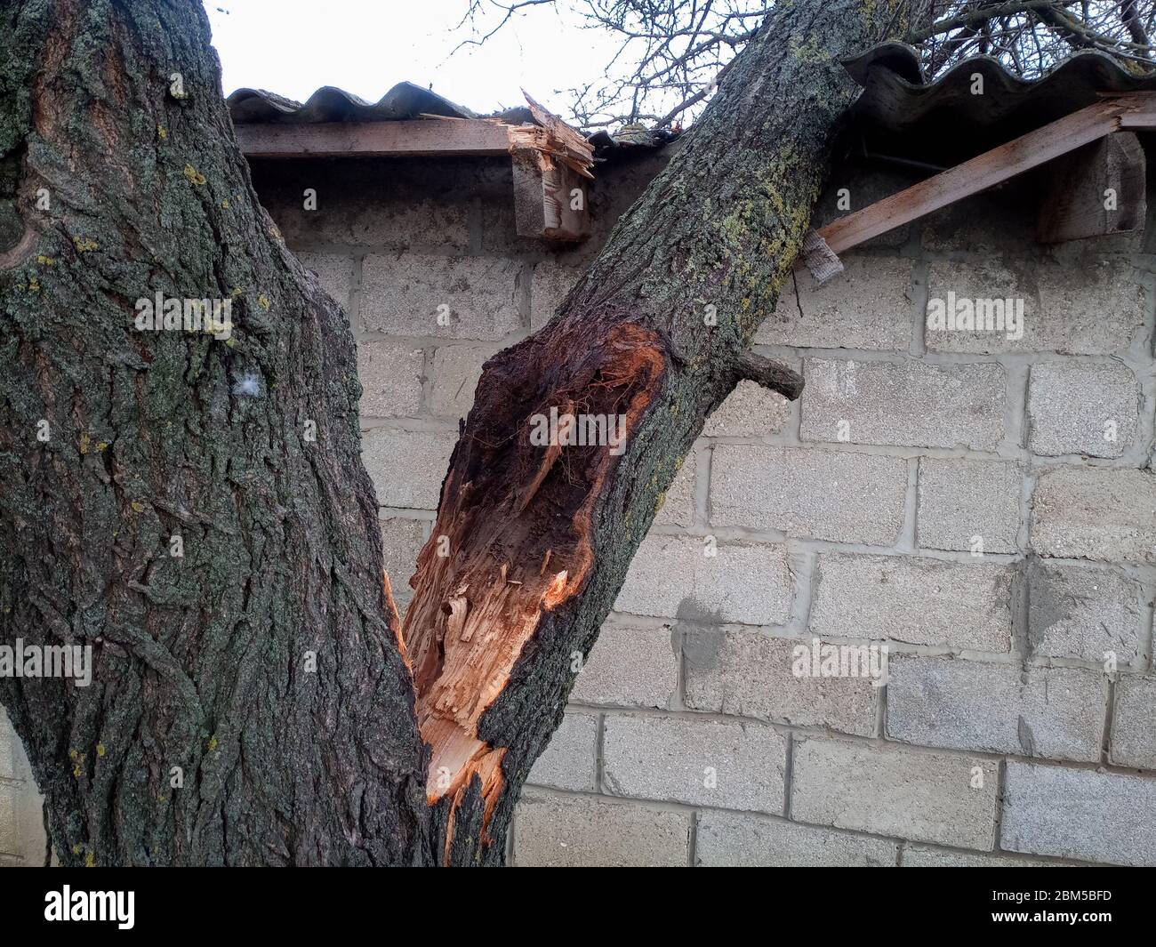 A windbroken apricot tree fell on the shed and broke the roof. Stock Photo