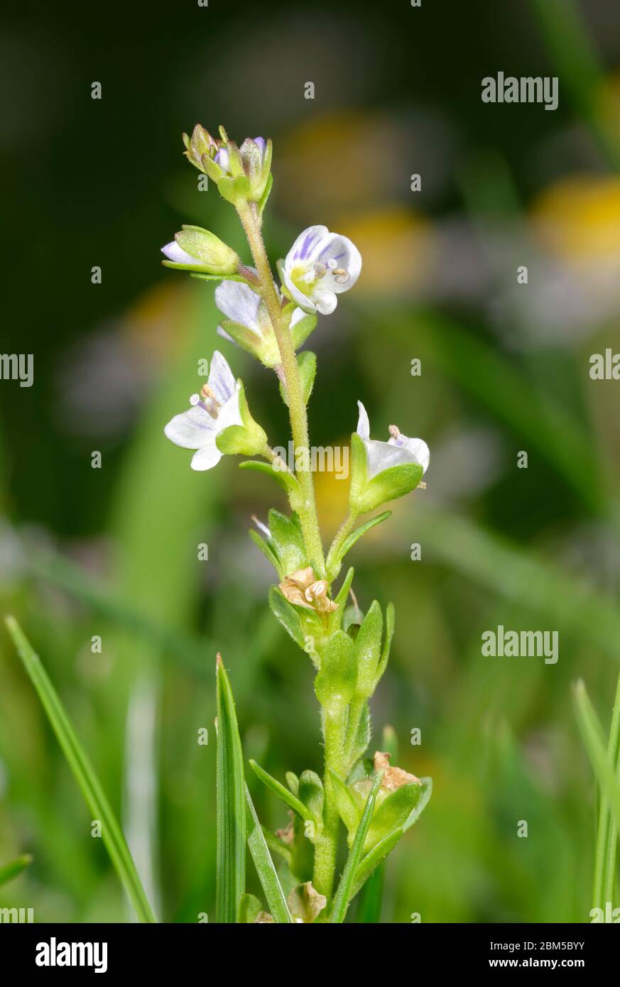 Thymeleaved Speedwell Veronica serpyllifolia Small Blue Wild Flower