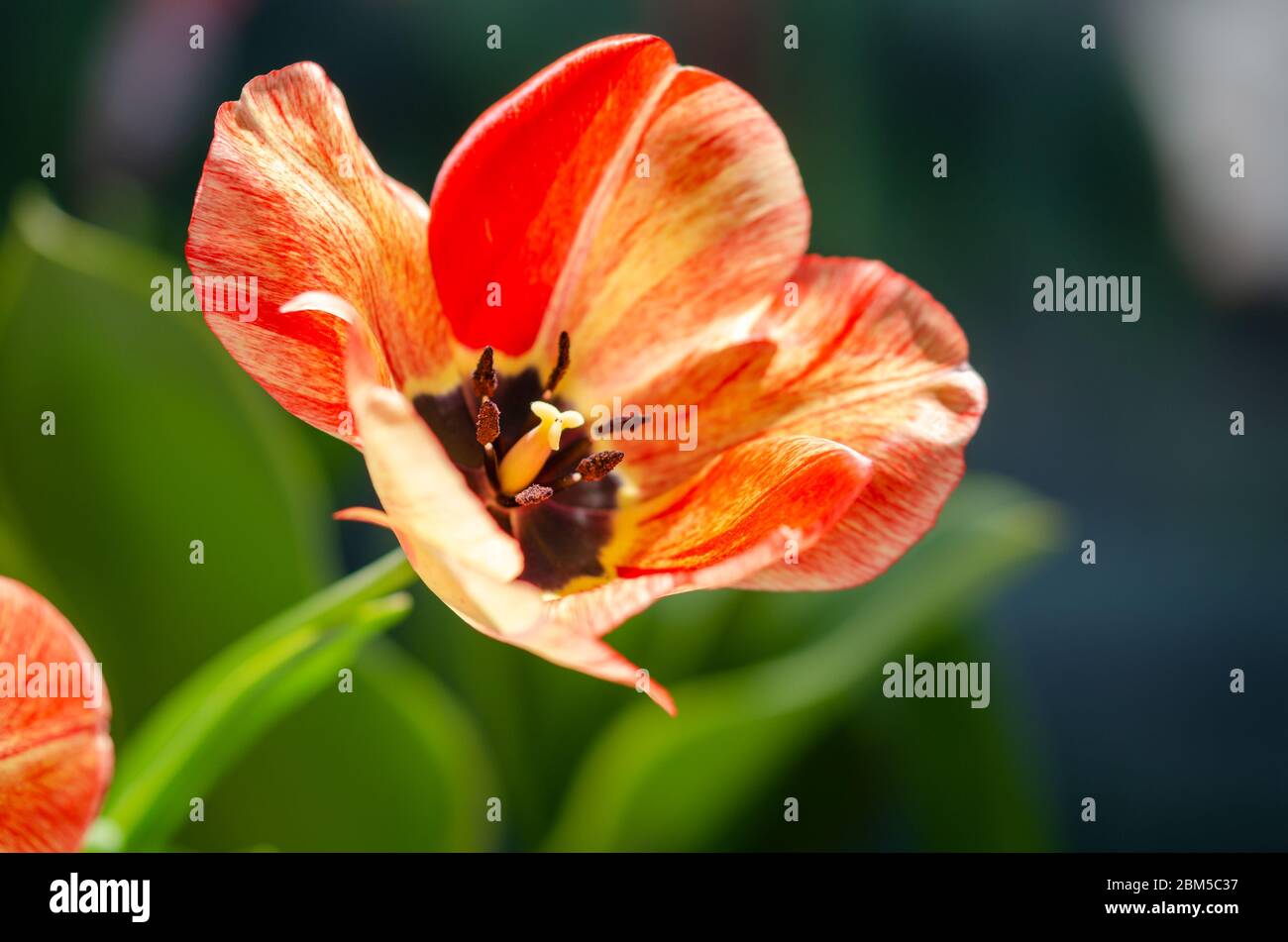 A tulip flower with yellow- orange colors,macrophoto, Stock Photo