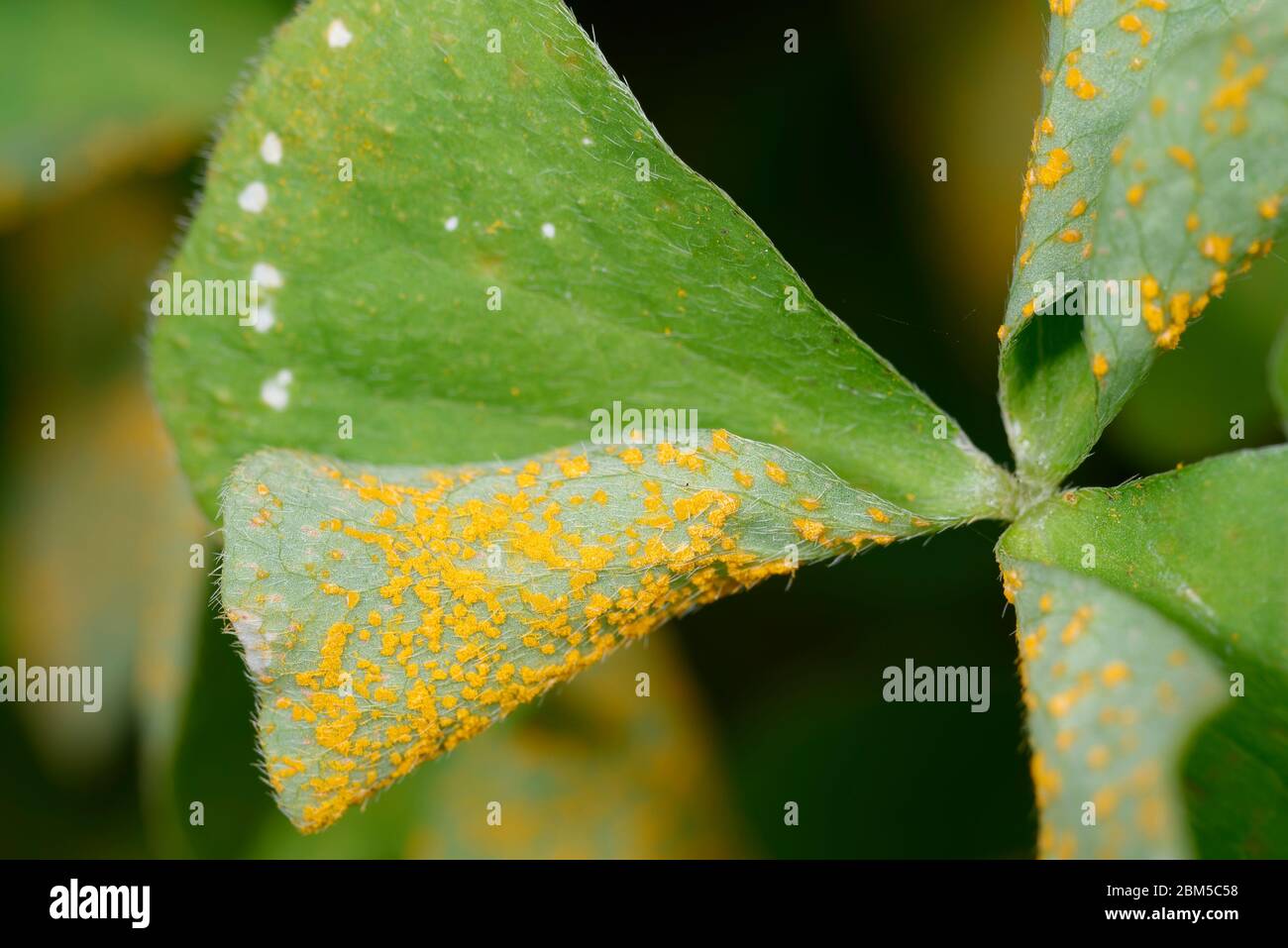 Sorrel or Oxalis Rust Fungus - Puccinia oxalidis  on underside of leaf of Pink Sorrel - Oxalis articulata Stock Photo