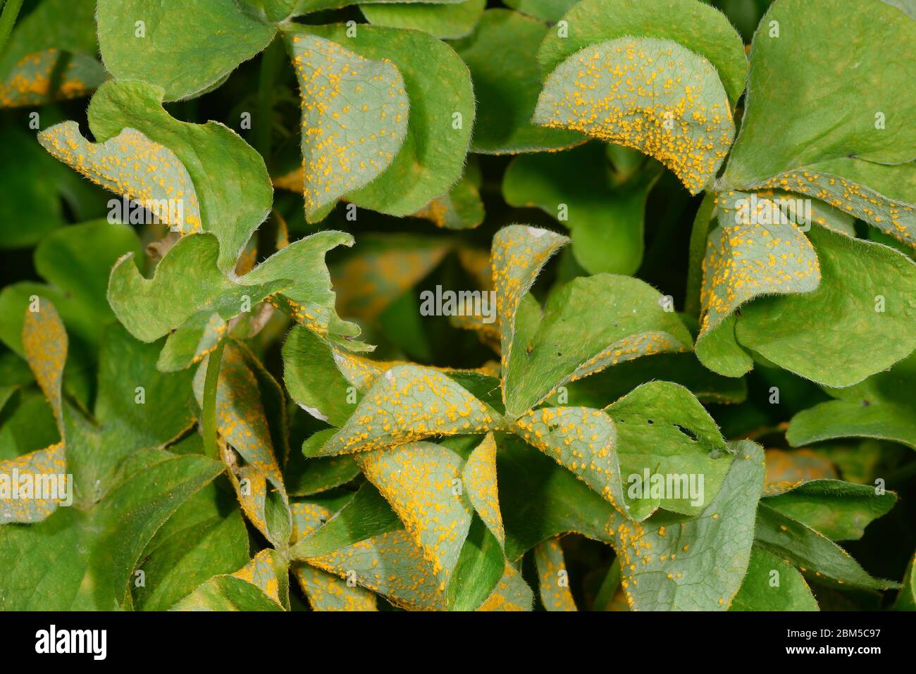 Sorrel or Oxalis Rust Fungus - Puccinia oxalidis  on leaves of Pink Sorrel - Oxalis articulata Stock Photo