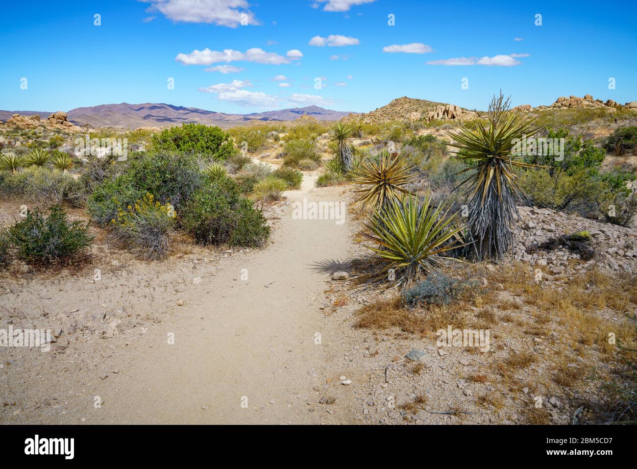 hiking the lost palms oasis trail in joshua tree national park