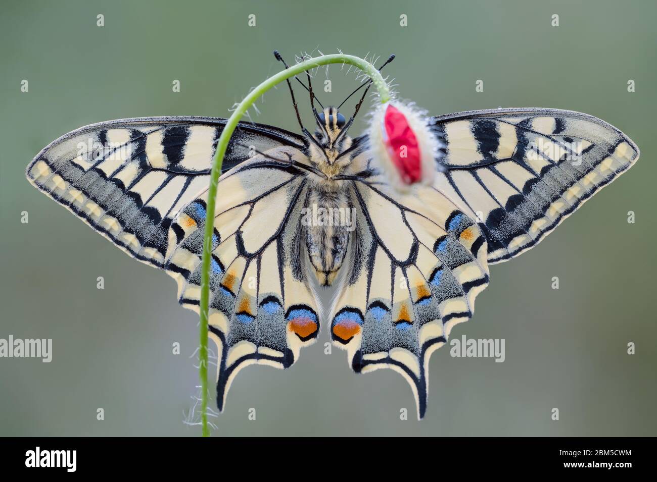 The dark side of the Old World Swallowtail (Papilio machaon) Stock Photo