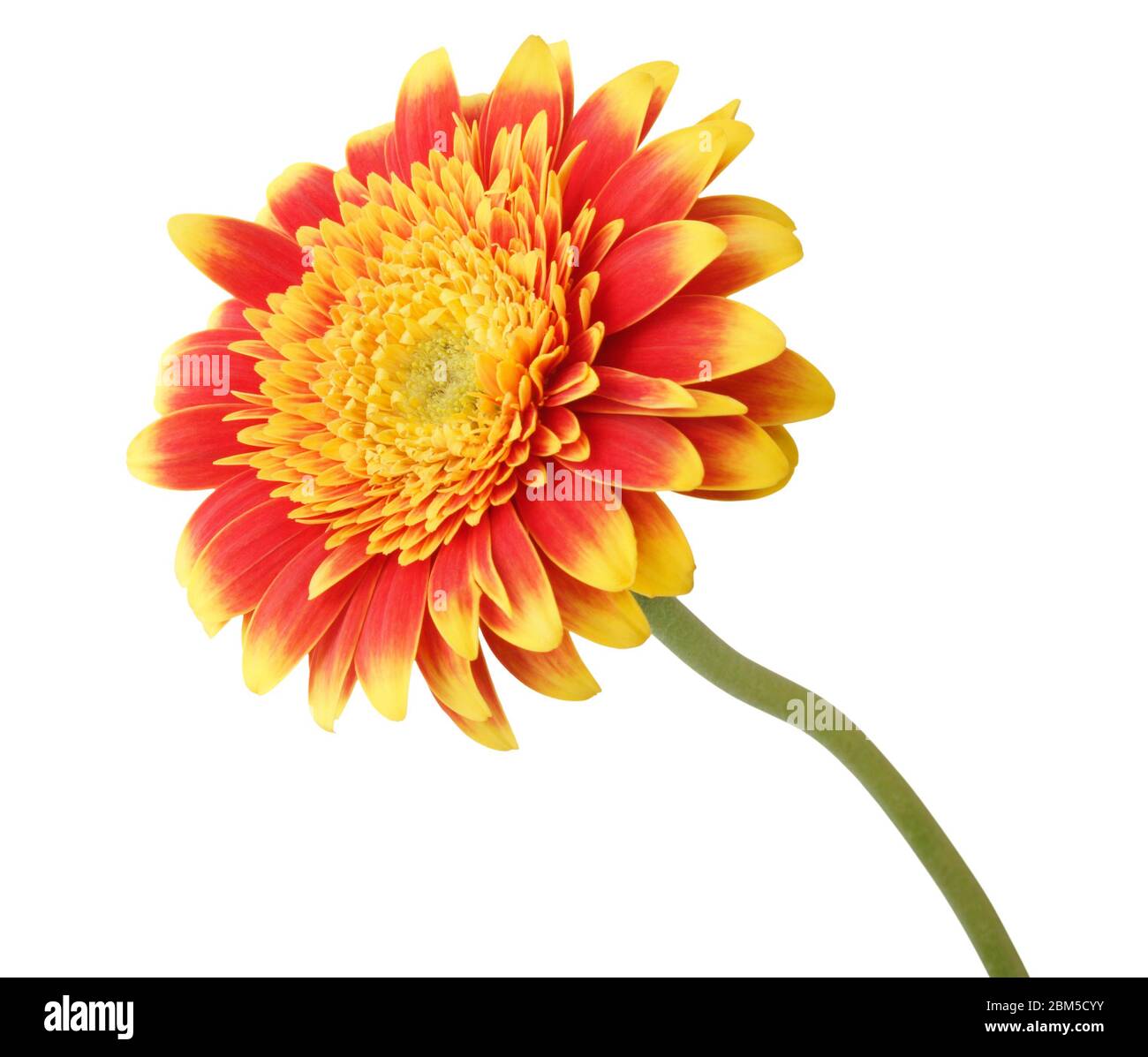Beautiful Gerbera (Daisy) in yellow and red color, isolated on white background. Germany Stock Photo