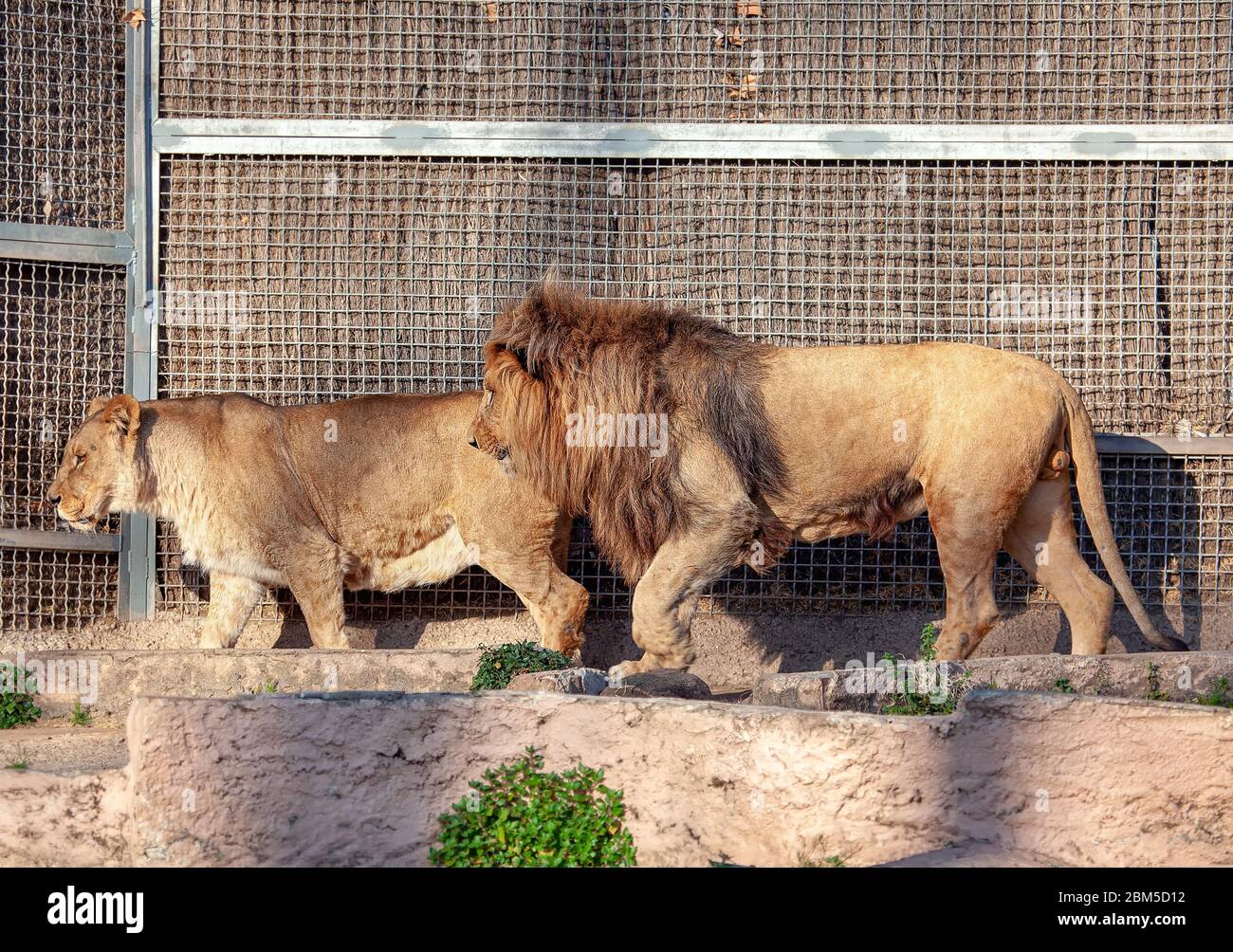 Lions locked in cage at zoo Stock Photo - Alamy