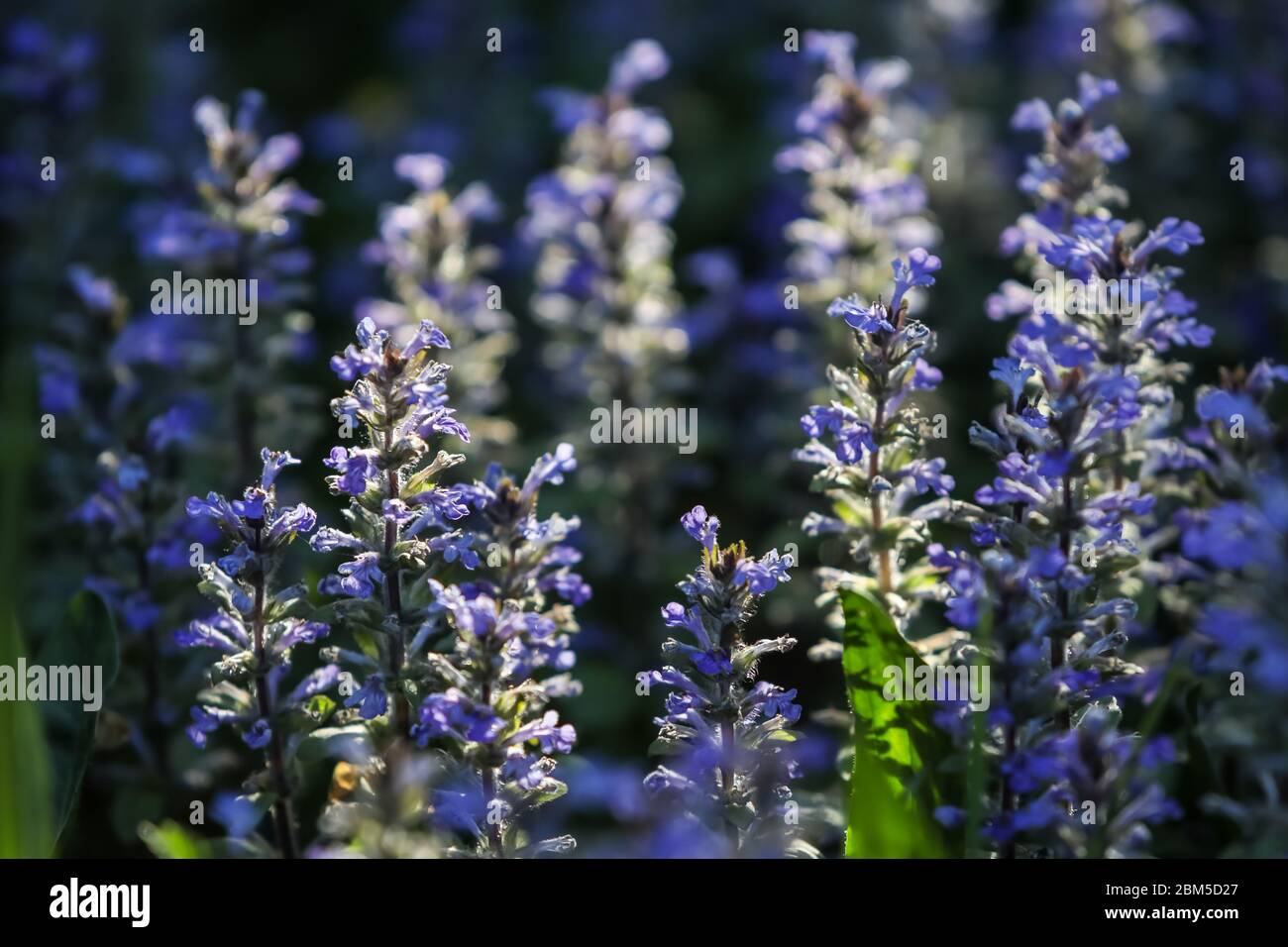 Close up of Ajuga reptans or carpet bugle, is a perennial plant with blue flowers growing in the Mediterranean meadows. Stock Photo
