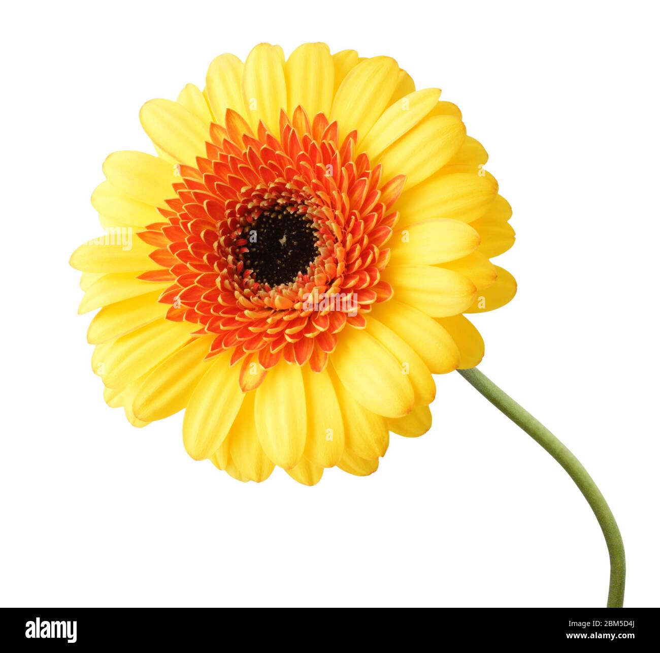 Beautiful Gerbera (Daisy) in yellow color, isolated on white background