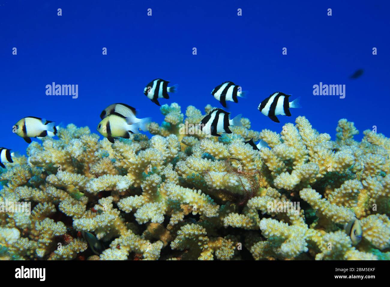 Cloudy dascyllus fish (Dascyllus carneus) and Whitetail dascyllus fish (Dascyllus aruanus) live together underwater in the coral reef of the Maldives Stock Photo