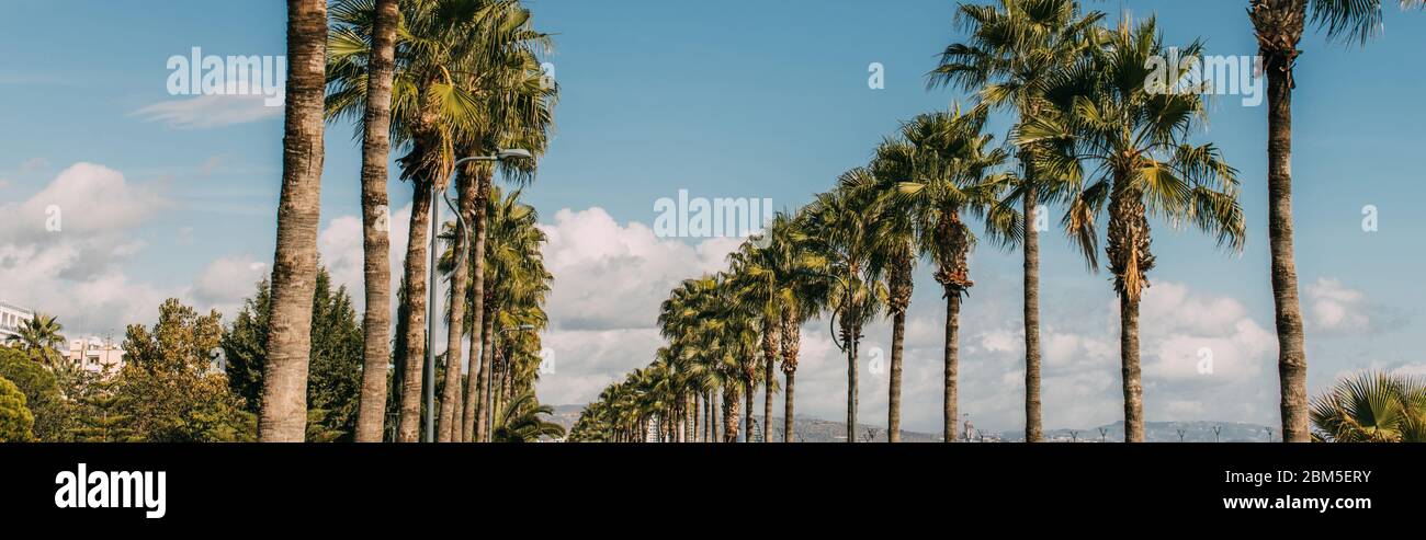 Daylight shot palm trees hi-res stock photography and images - Alamy