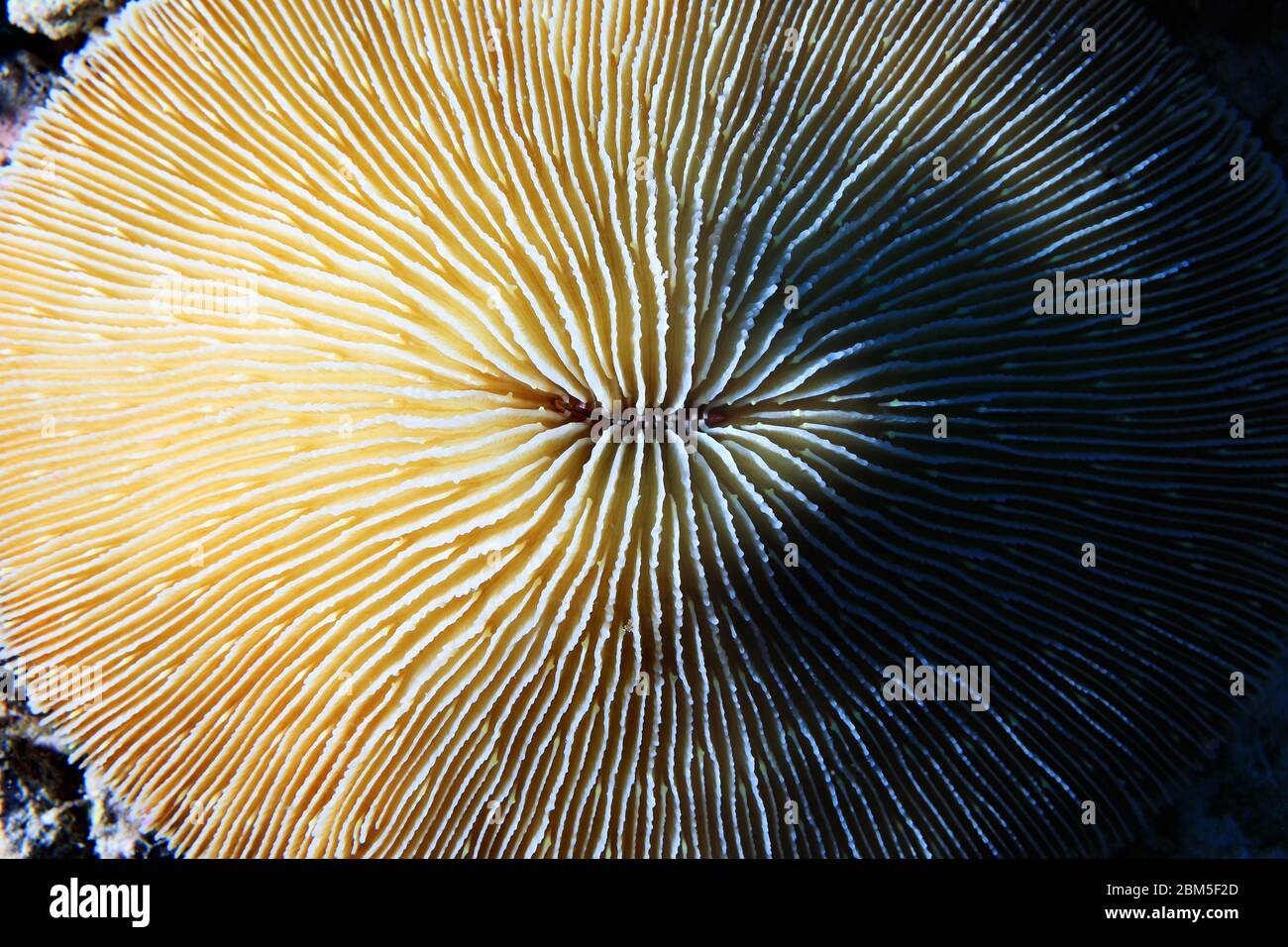 Common mushroom coral (Fungia fungites) underwater in the tropical