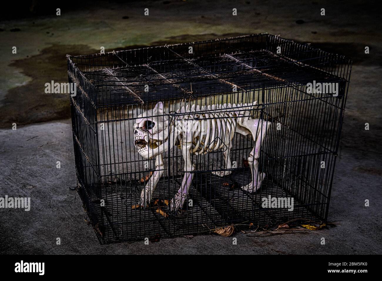 Dog Skeleton in a Cage Stock Photo Alamy