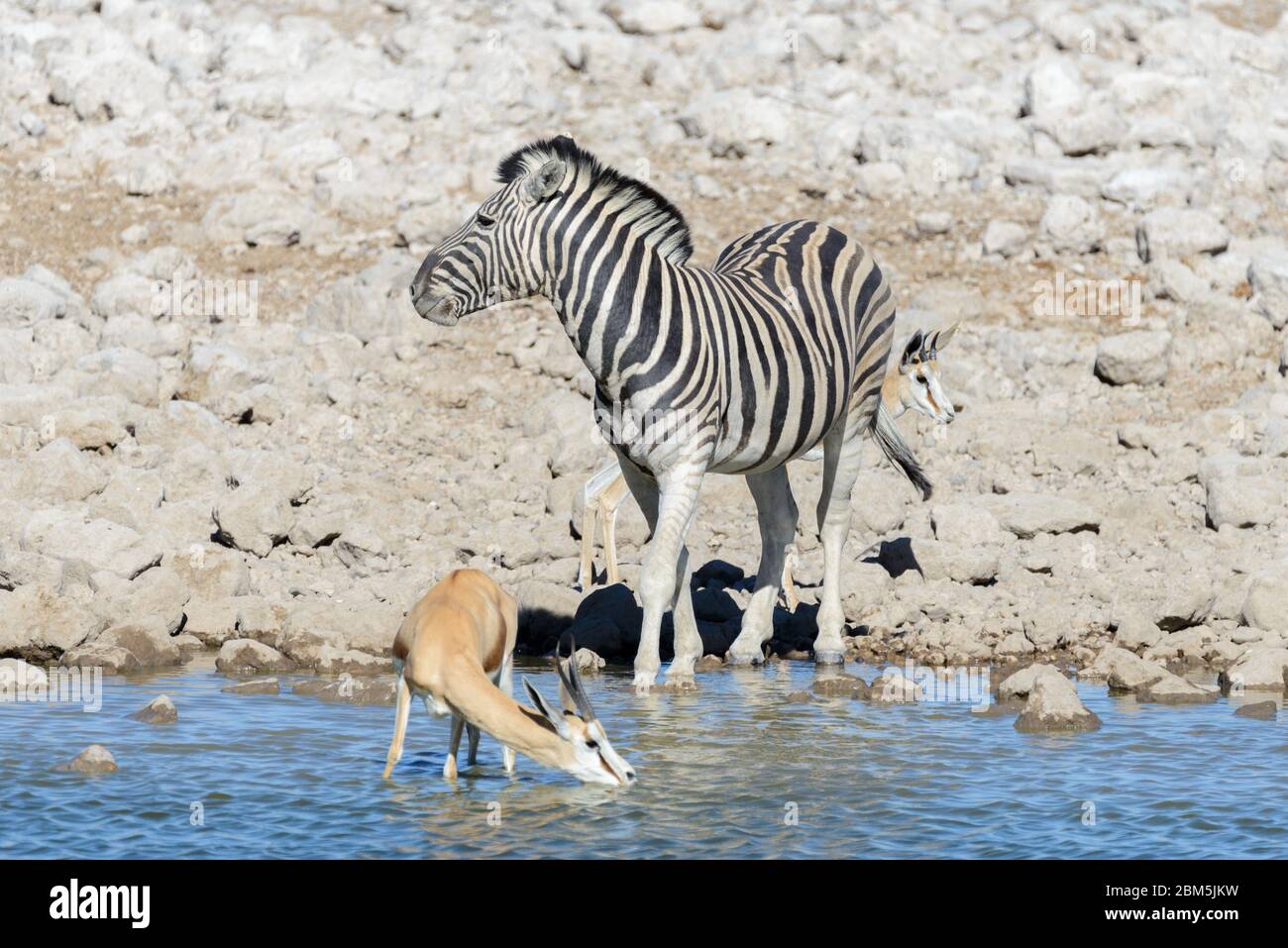 Wild african animals -gnu, kudu, orix, springbok, zebras drinking water ...