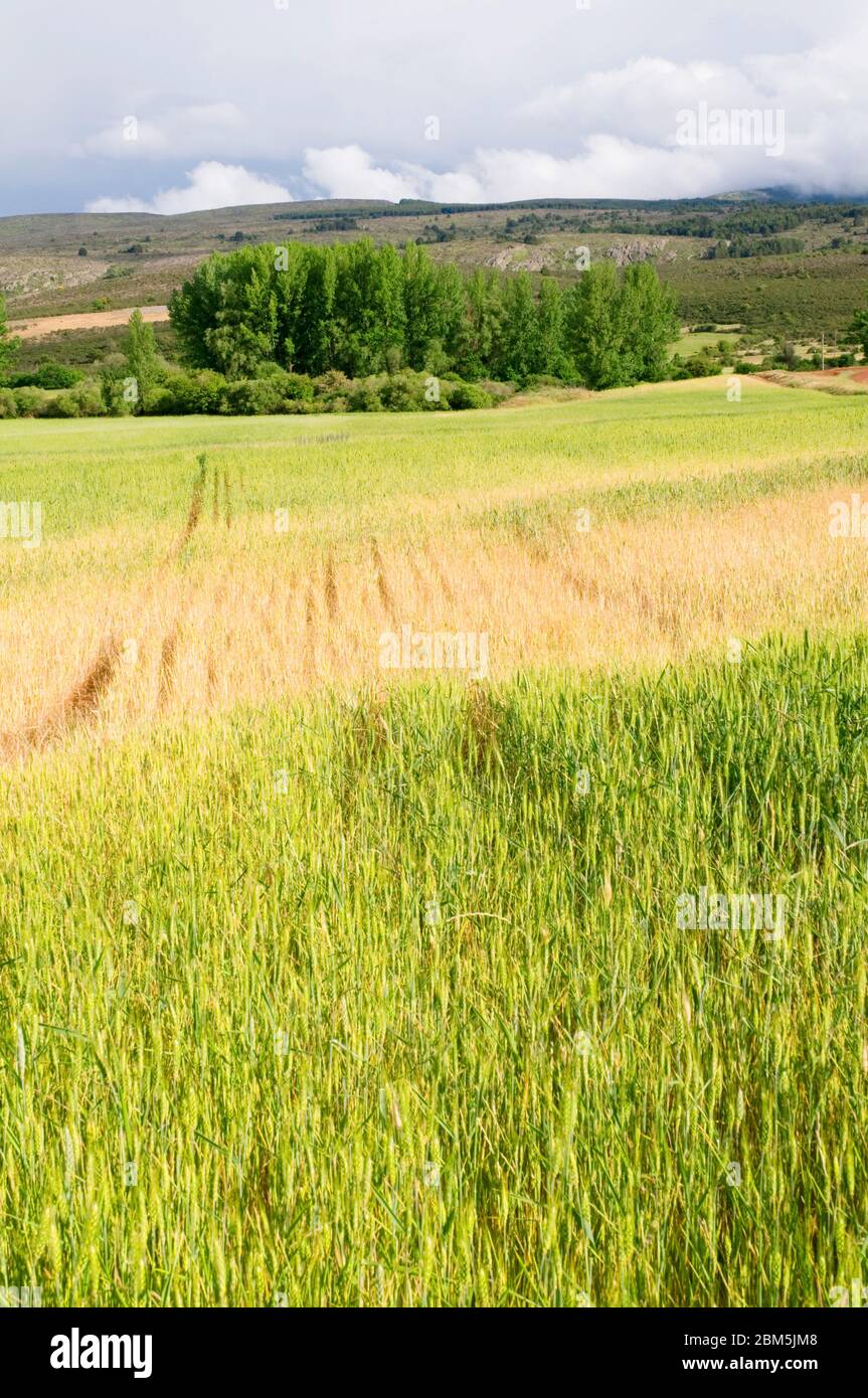 Cultivos cultivos trigo cereal hi-res stock photography and images - Alamy