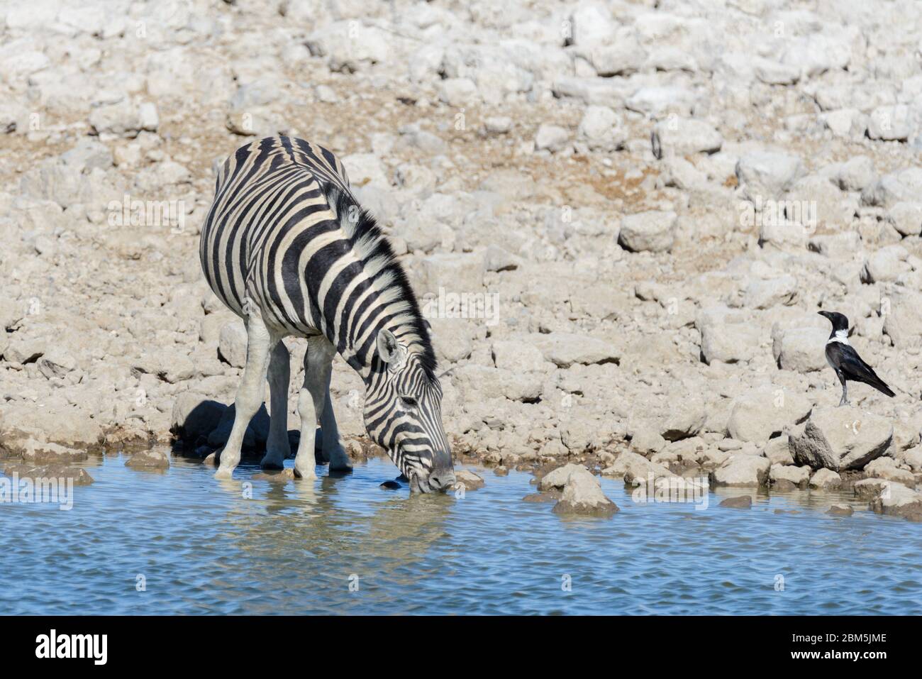 Wild african animals -gnu, kudu, orix, springbok, zebras drinking water ...