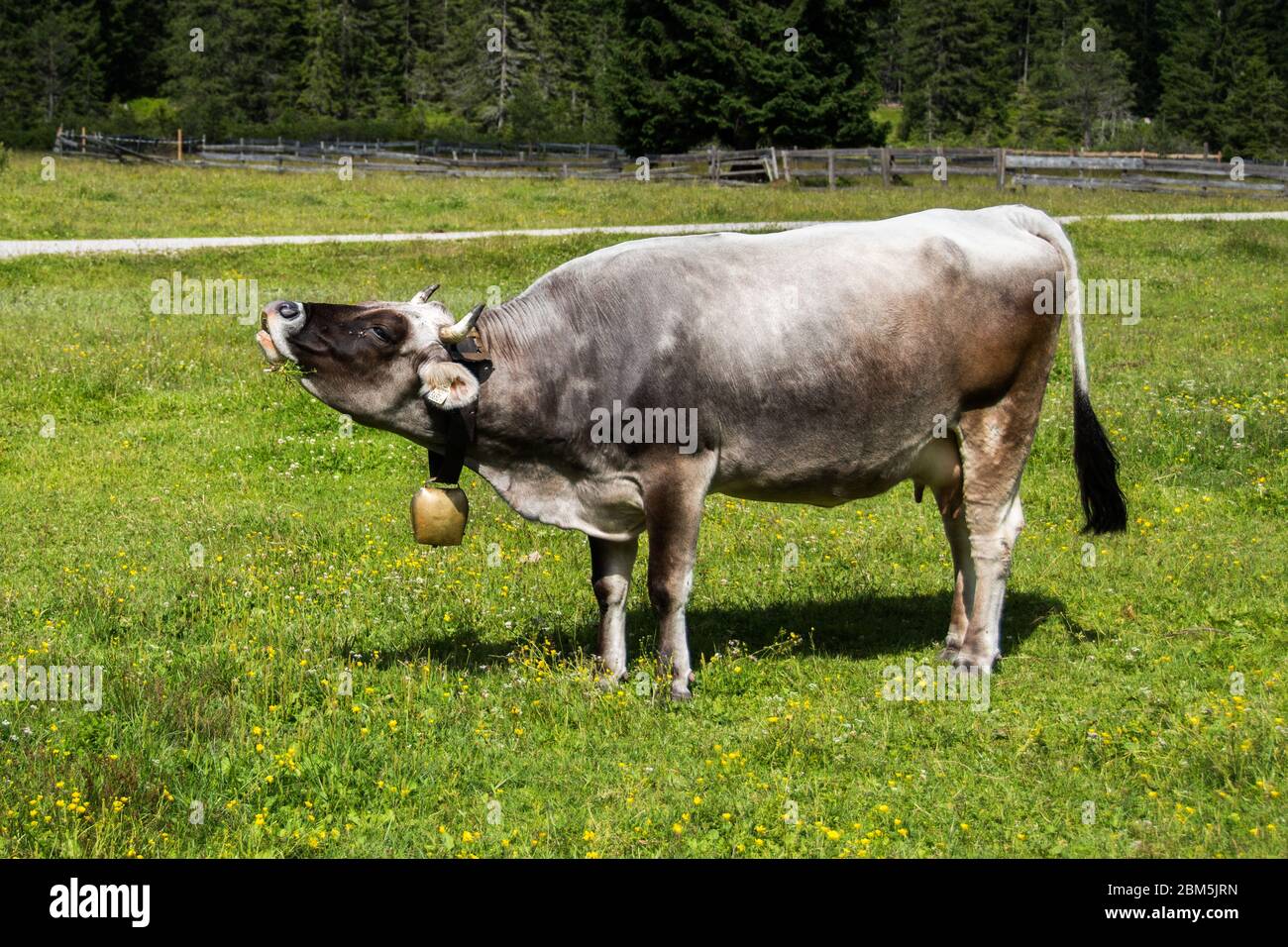 cow makes muh on the alm Stock Photo