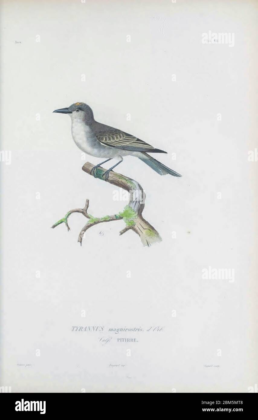 Birds of Cube 1838 The kingbird kingbird, also known as pitirre, petchary, or white-breasted kingbird (Tyrannus dominicensis [Here as Tyrannus magnirostris]) is a passerine bird. From the book Histoire physique, politique et naturelle de l'ile de Cuba [Physical, political and natural history of the island of Cuba] by  Sagra, Ramón de la, 1798-1871; Orbigny, Alcide Dessalines d', 1802-1857 Publication date 1838 Publisher Paris : A. Bertrand Stock Photo