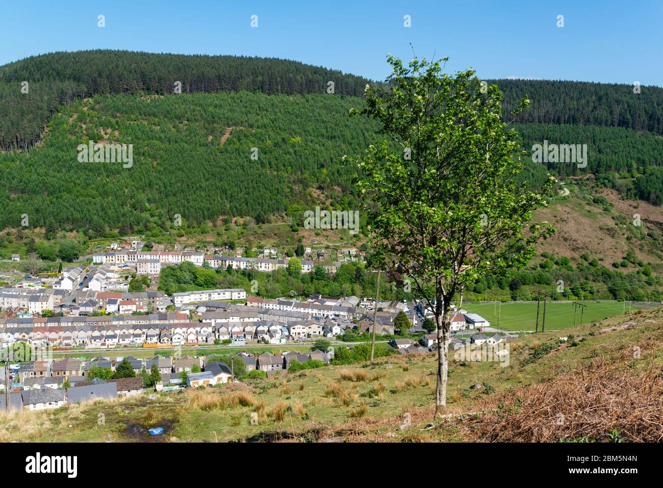 Lone tree in the foreground with a forest on the far side of the valley Stock Photo