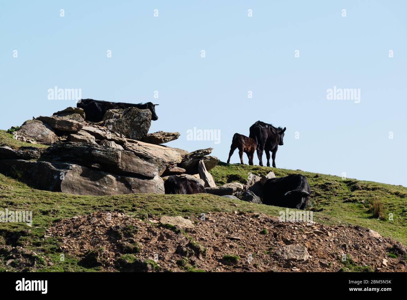 Cows and a calf on a rocky mound Stock Photo