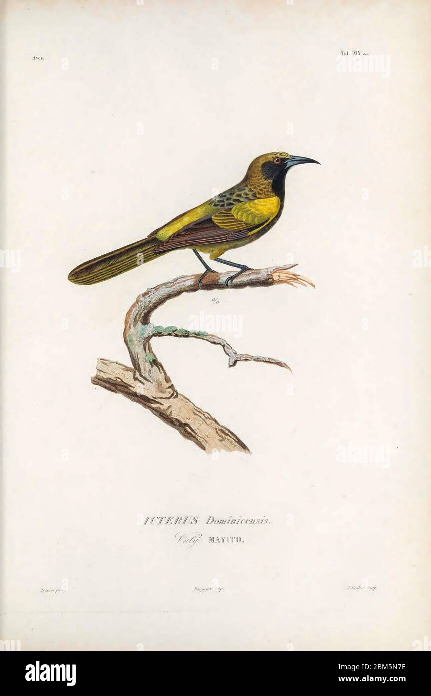 Birds of Cube 1838 Hispaniolan oriole (Icterus dominicensis) is a species of bird in the family Icteridae From the book Histoire physique, politique et naturelle de l'ile de Cuba [Physical, political and natural history of the island of Cuba] by  Sagra, Ramón de la, 1798-1871; Orbigny, Alcide Dessalines d', 1802-1857 Publication date 1838 Publisher Paris : A. Bertrand Stock Photo