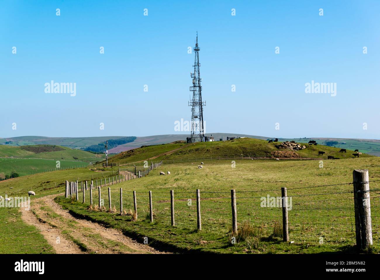 Tranmission mast on top of a mound surrounded by cattle Stock Photo