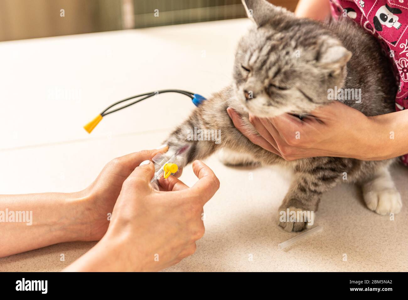 Small, gray cat in veterinary clinic. The vet doctor placing the needle IV catheter directly into the vein. on the table Stock Photo