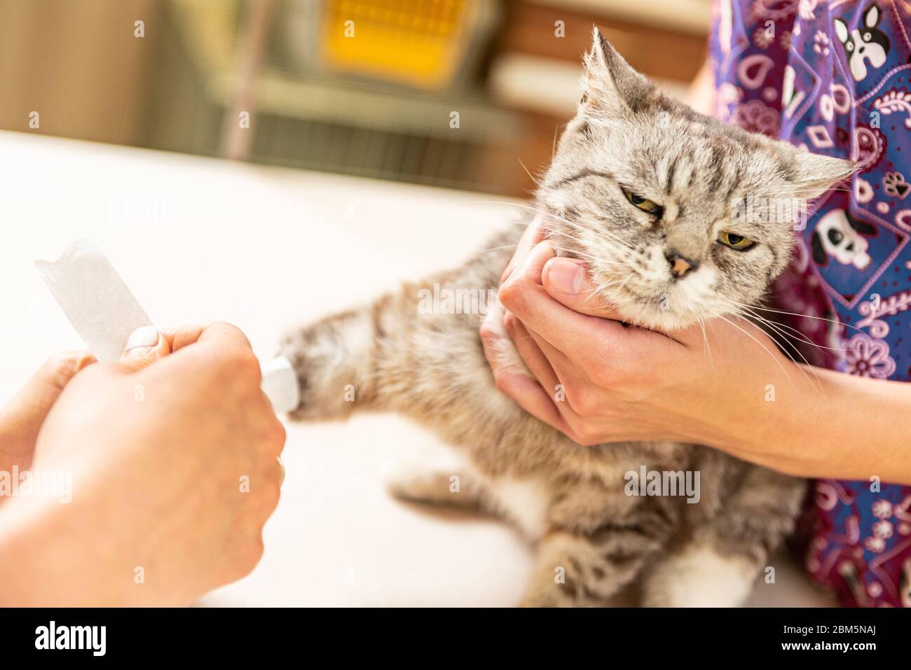 Unhappy cat in veterinary clinic. The vet doctor placing the needle IV catheter directly into the vein. on the table Stock Photo