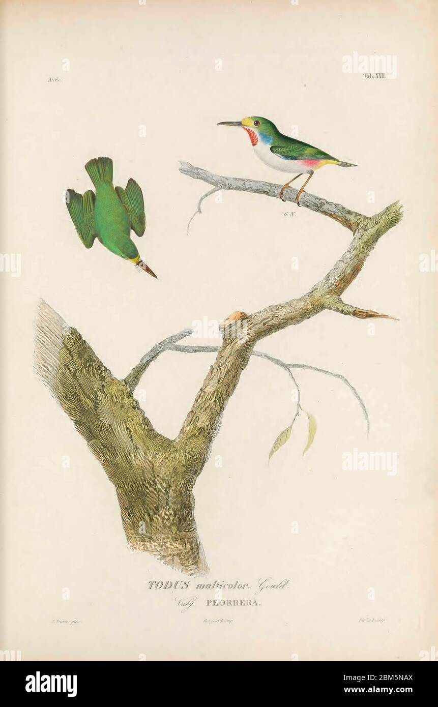 Birds of Cube 1838 The Cuban tody (Todus multicolor) is a bird species in the family Todidae that is restricted to Cuba and adjacent islands From the book Histoire physique, politique et naturelle de l'ile de Cuba [Physical, political and natural history of the island of Cuba] by  Sagra, Ramón de la, 1798-1871; Orbigny, Alcide Dessalines d', 1802-1857 Publication date 1838 Publisher Paris : A. Bertrand Stock Photo
